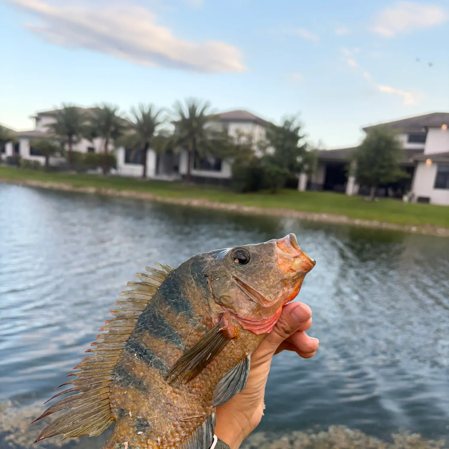 The most recent Mayan cichlid catches on Fishbrain