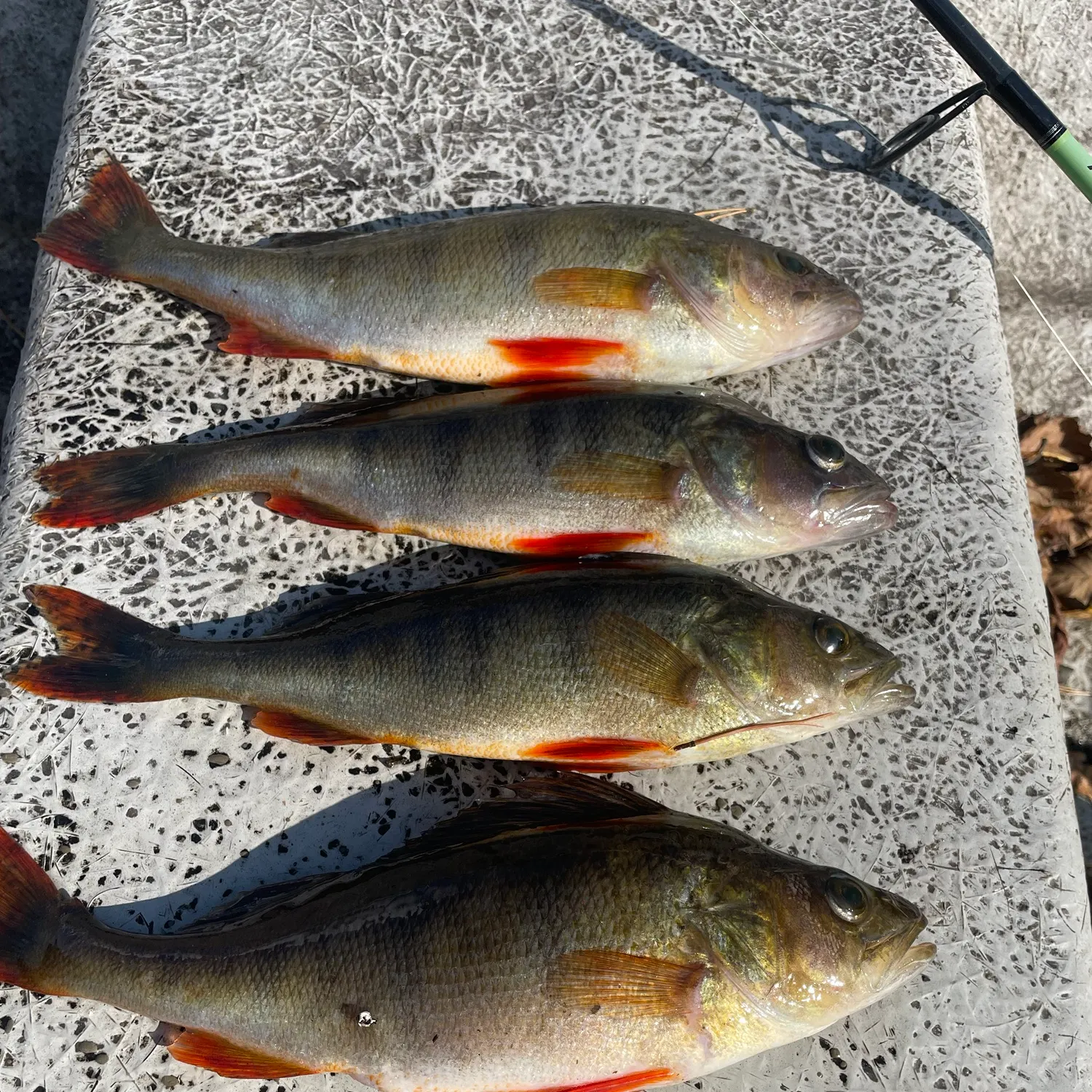 European perch caught on Fishbrain