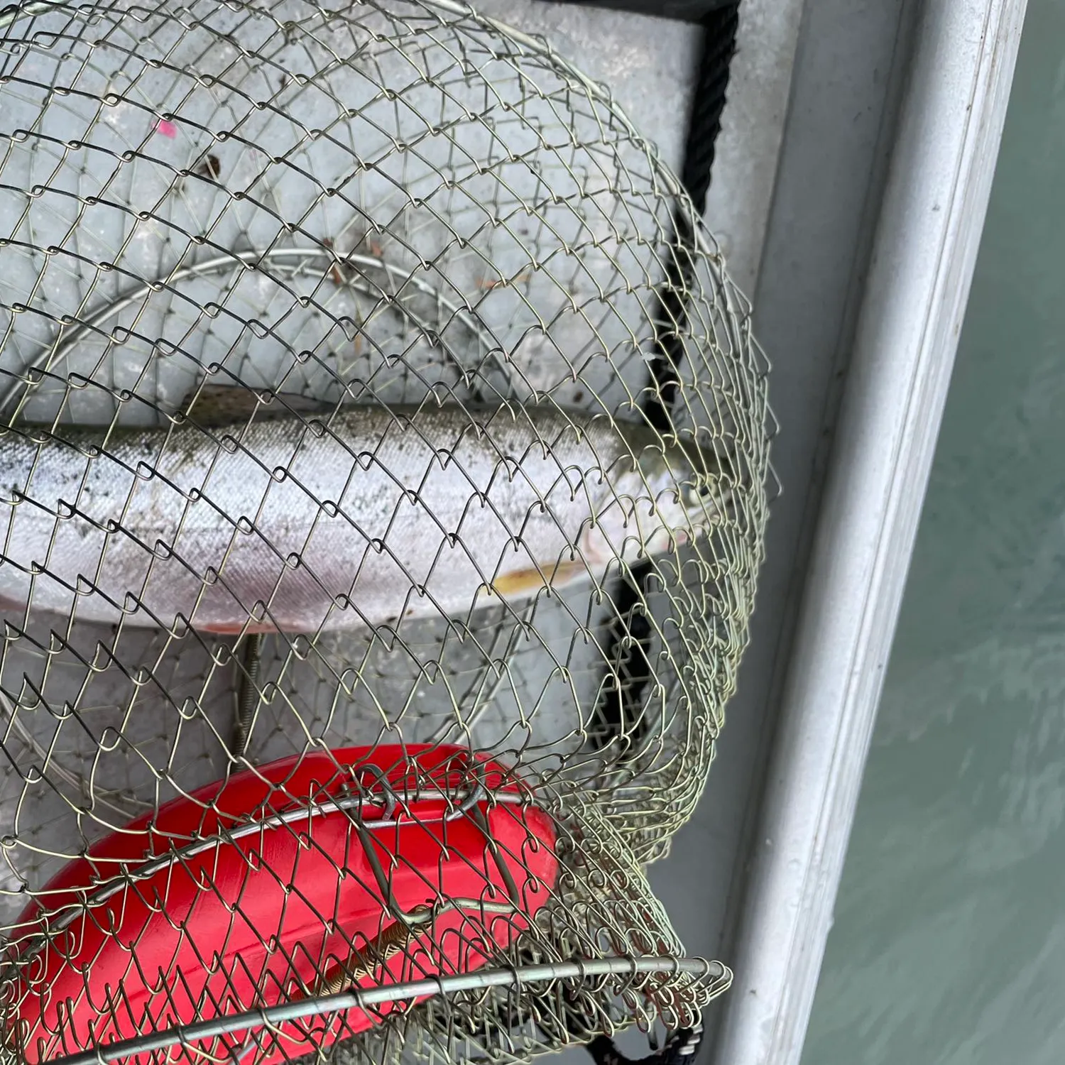 ᐅ Lake Scanewa fishing reports🎣• Morton, WA (United States) fishing