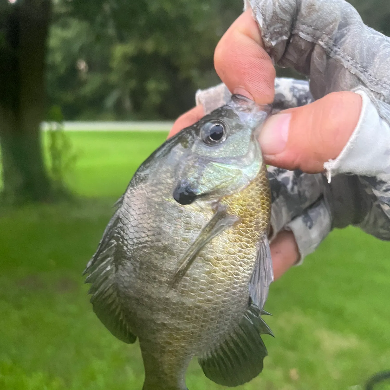 Bluegill caught on Fishbrain