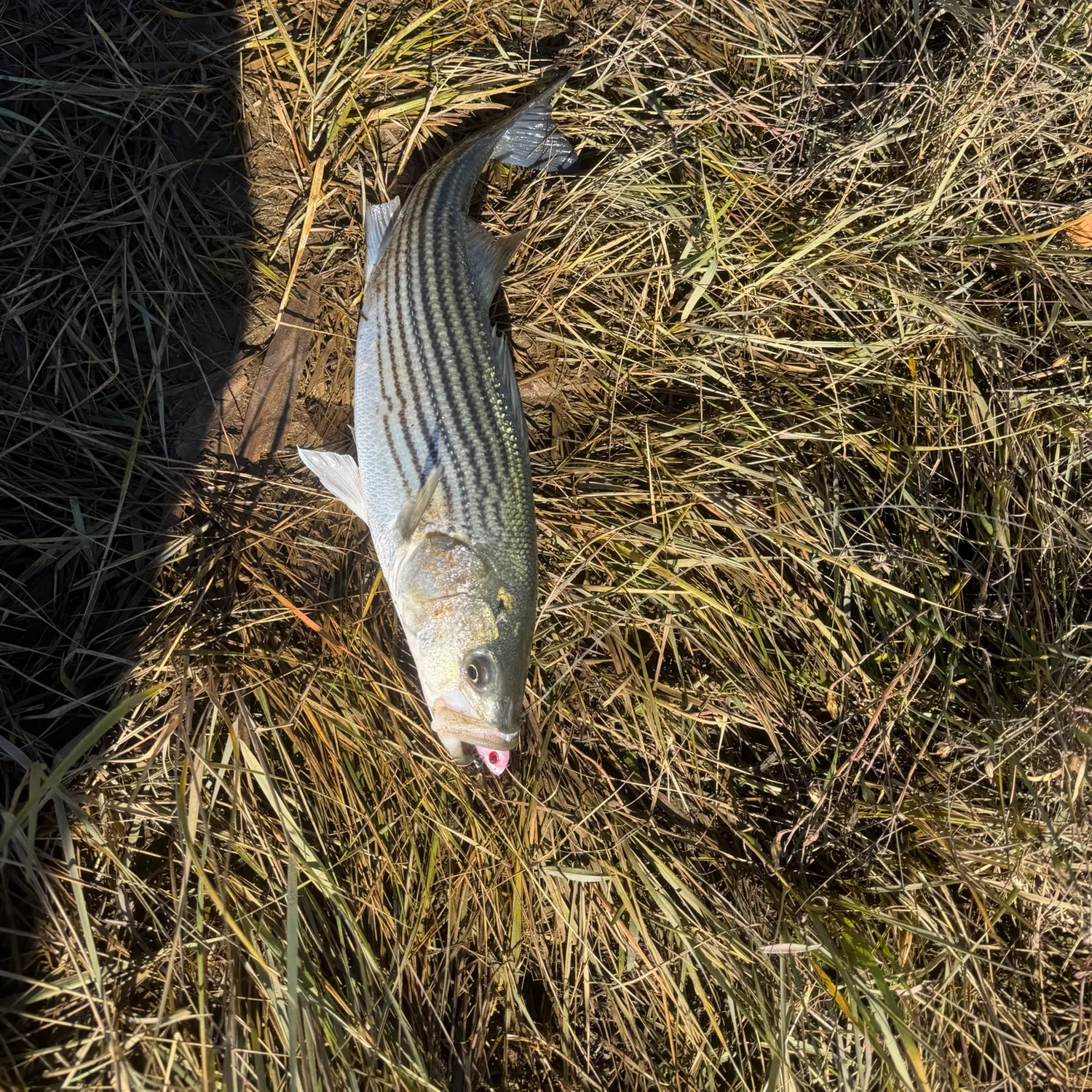 Striped bass caught on Fishbrain