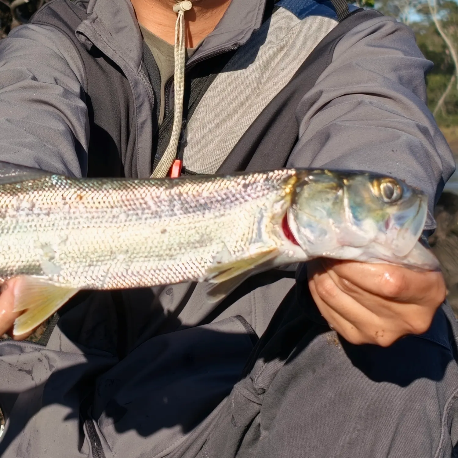 Hawaiian ladyfish caught on Fishbrain