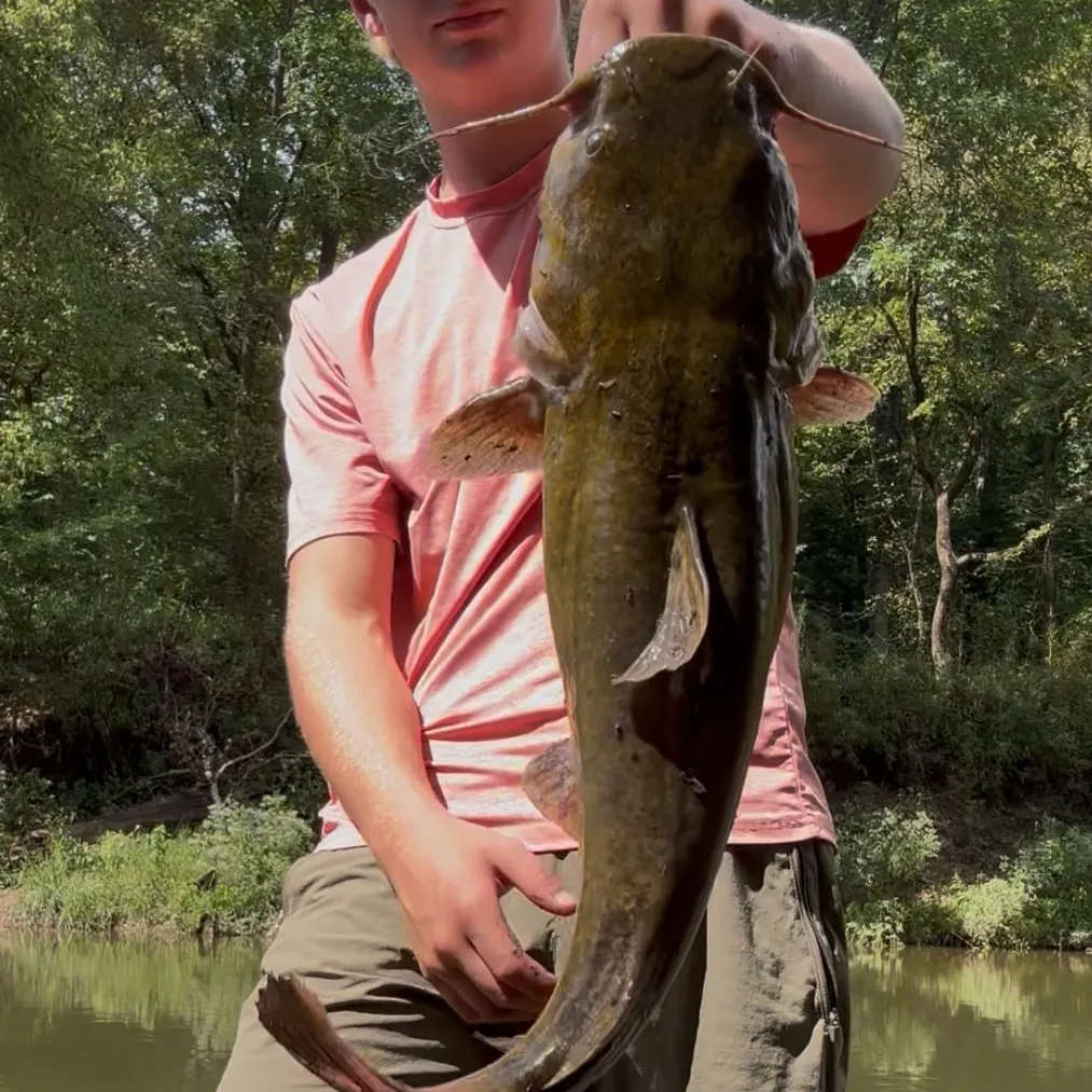 Flathead catfish caught on Fishbrain