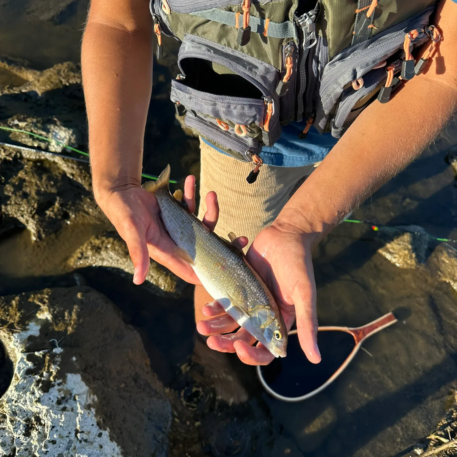 Mountain whitefish caught on Fishbrain