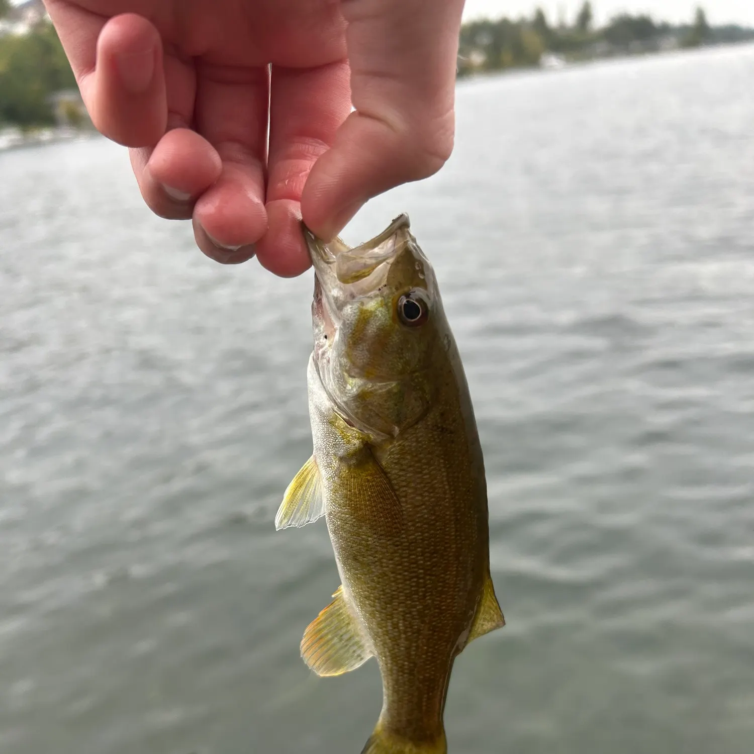 Smallmouth bass caught on Fishbrain