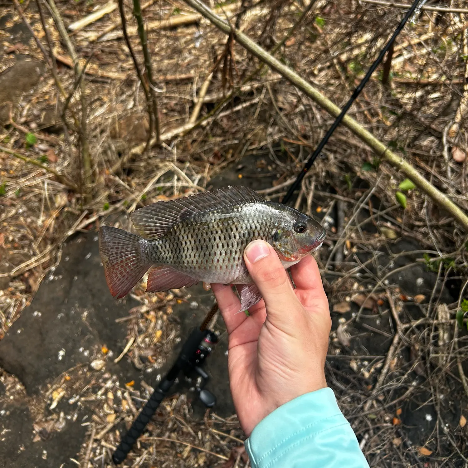 The most recent Redbreast tilapia catches on Fishbrain