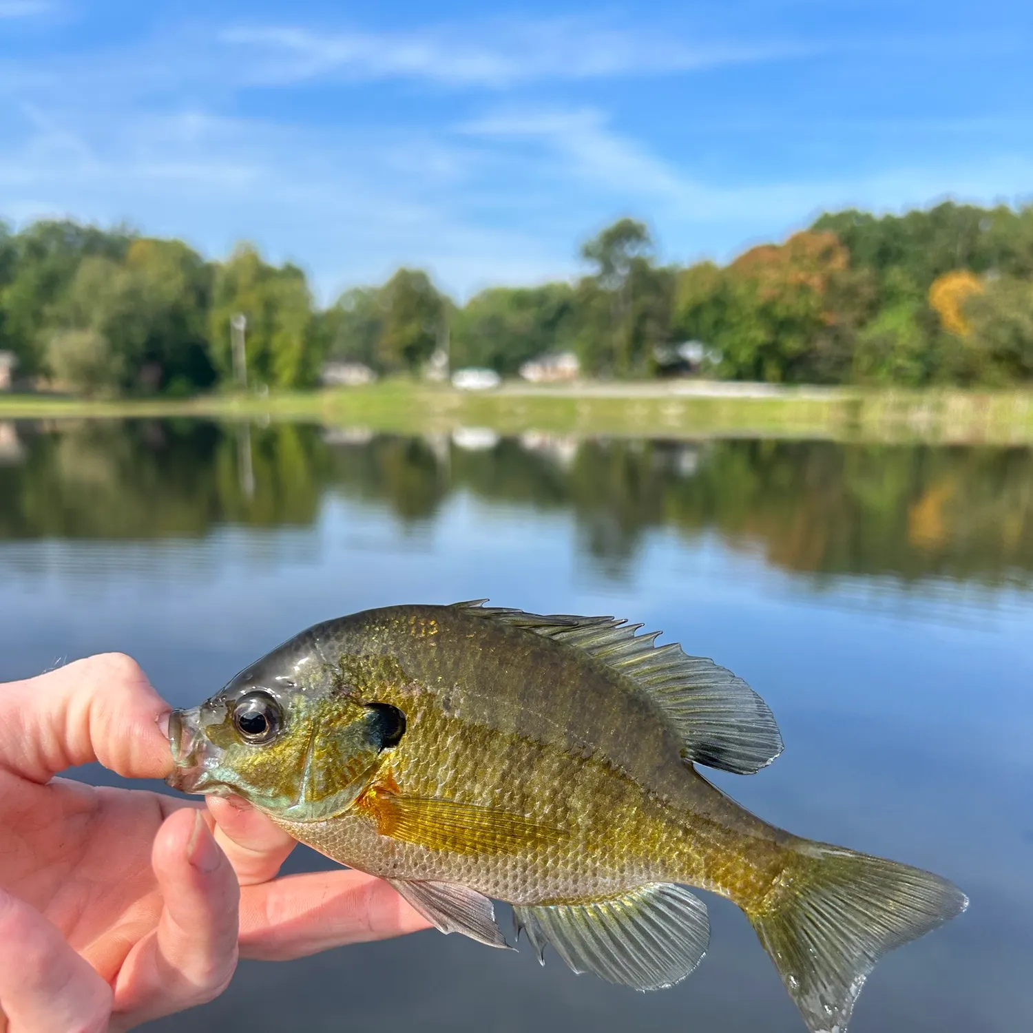 Bluegill caught on Fishbrain