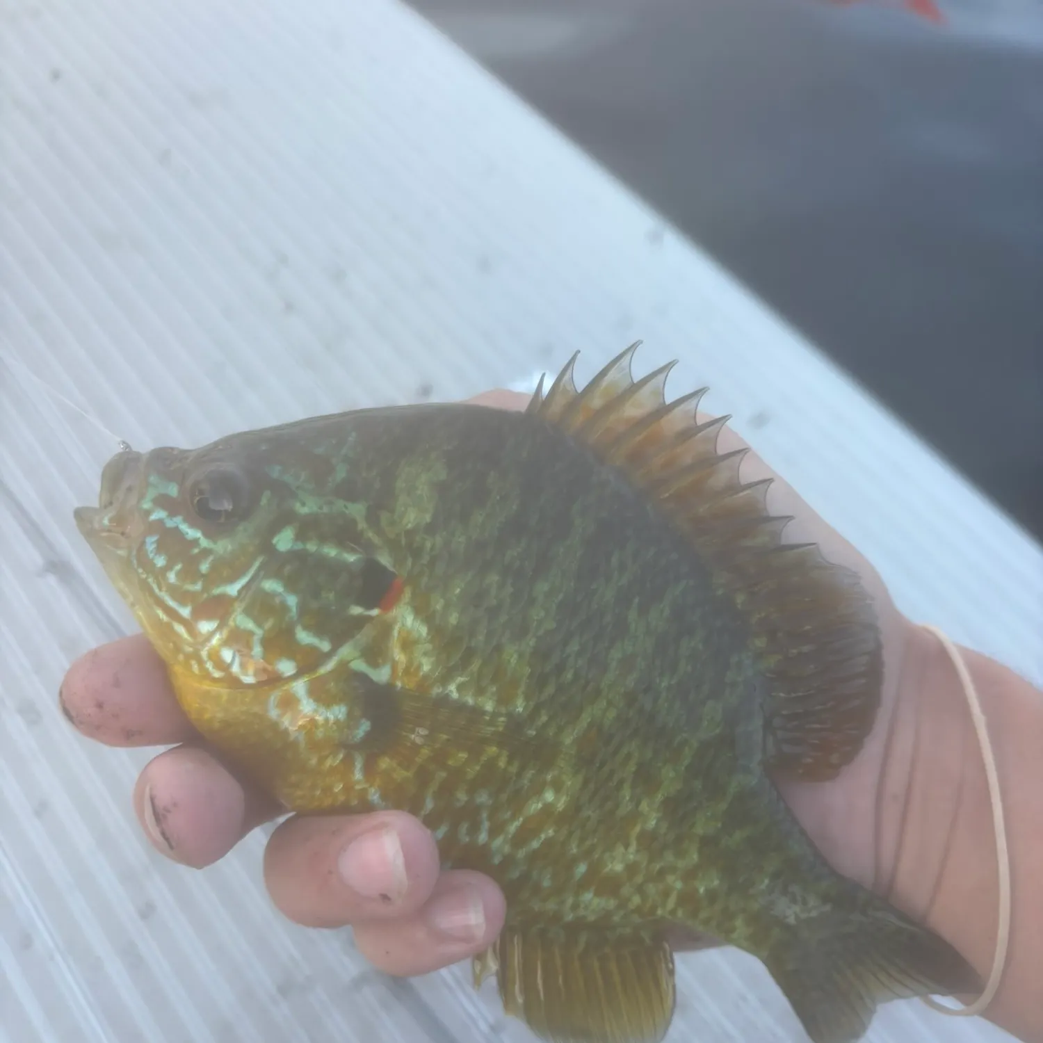 The most recent Pumpkinseed catches on Fishbrain