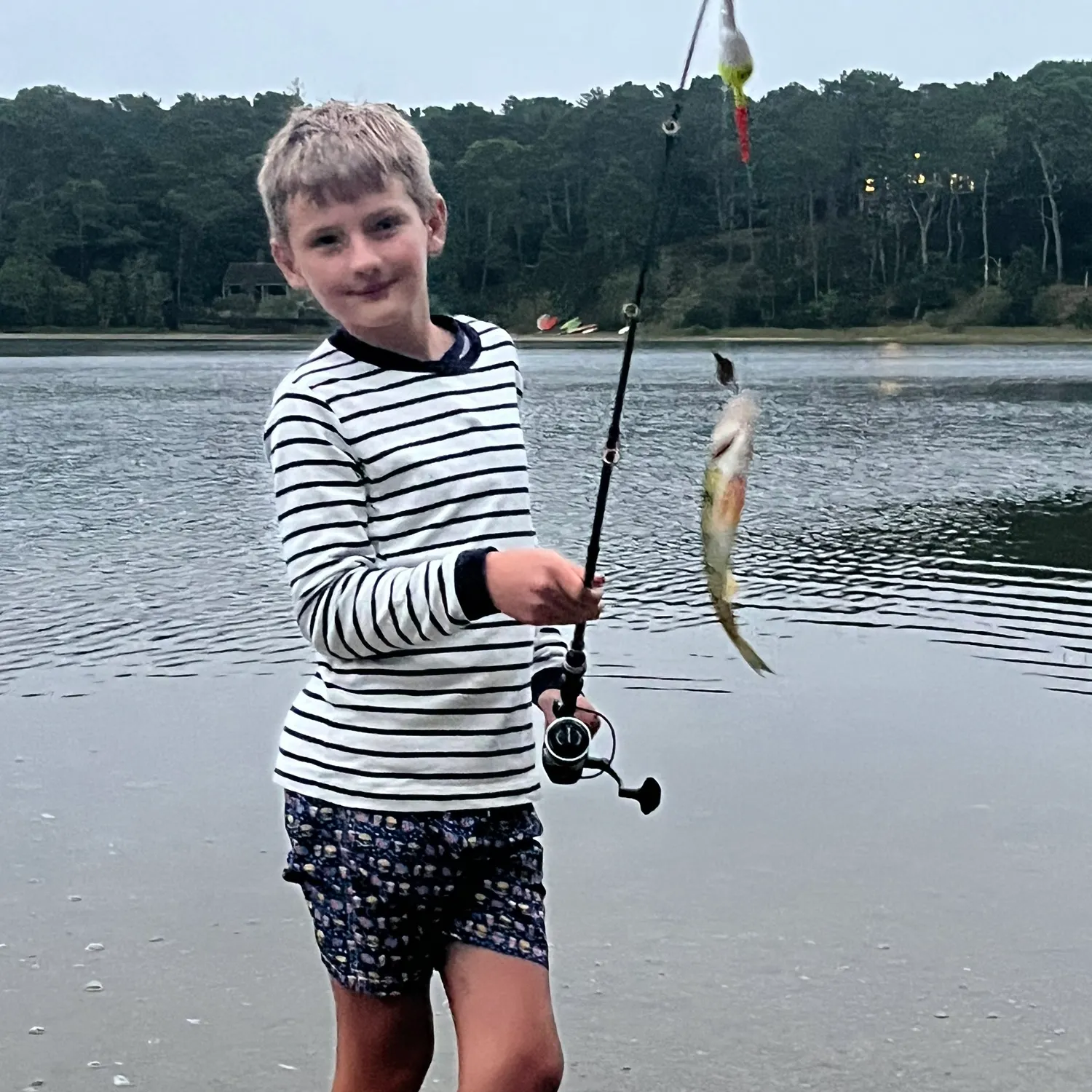 Yellow perch caught on Fishbrain