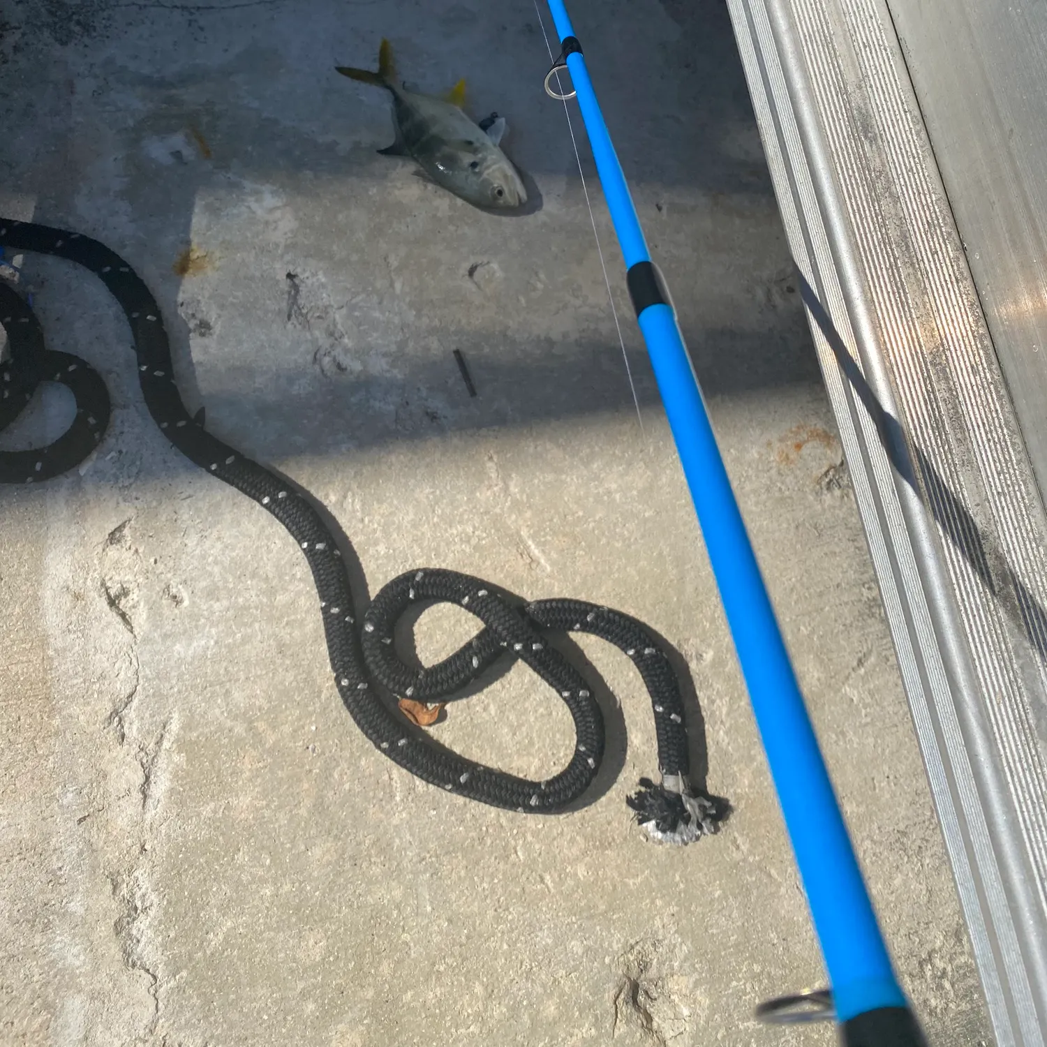 The most recent Yellow jack catches on Fishbrain