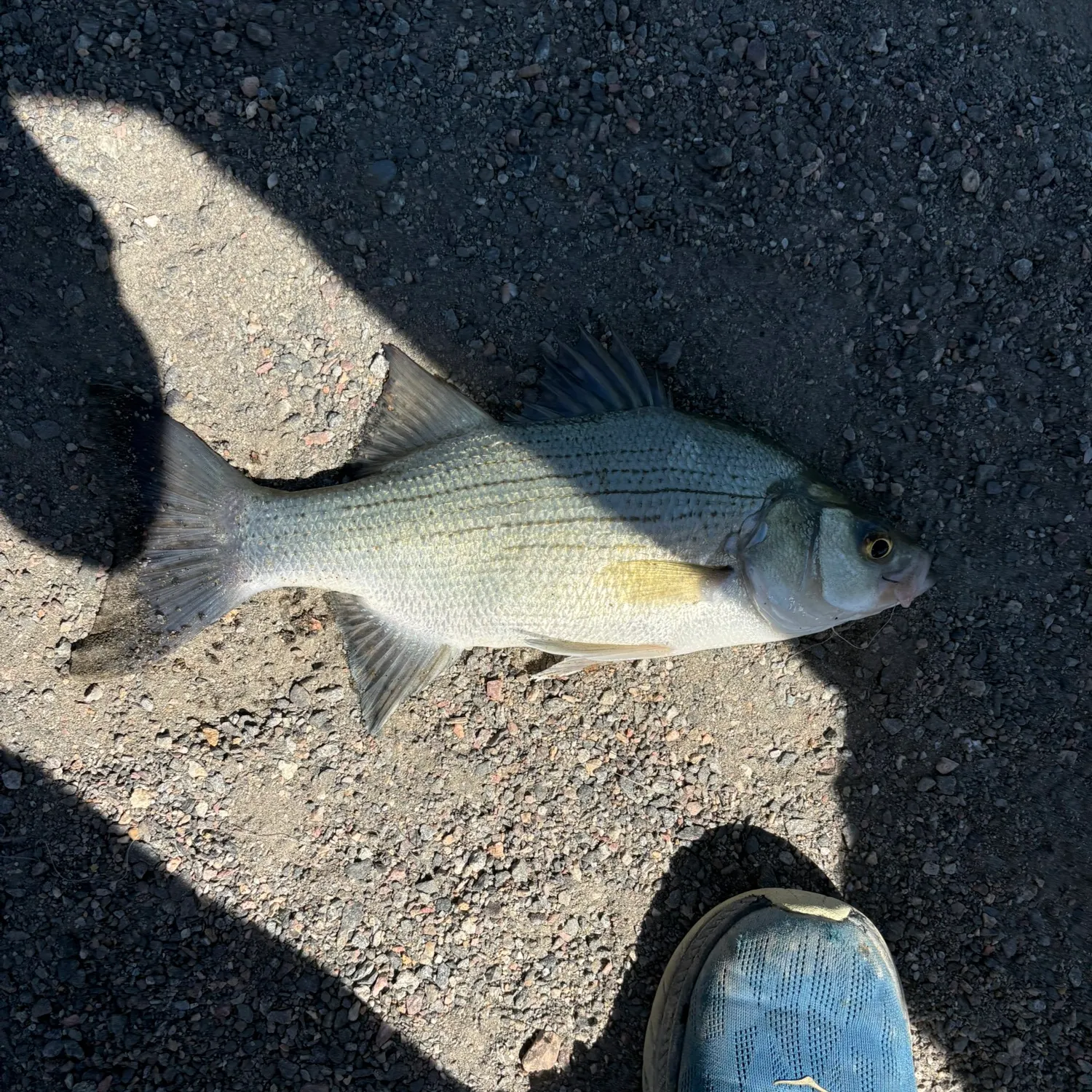 White bass caught on Fishbrain