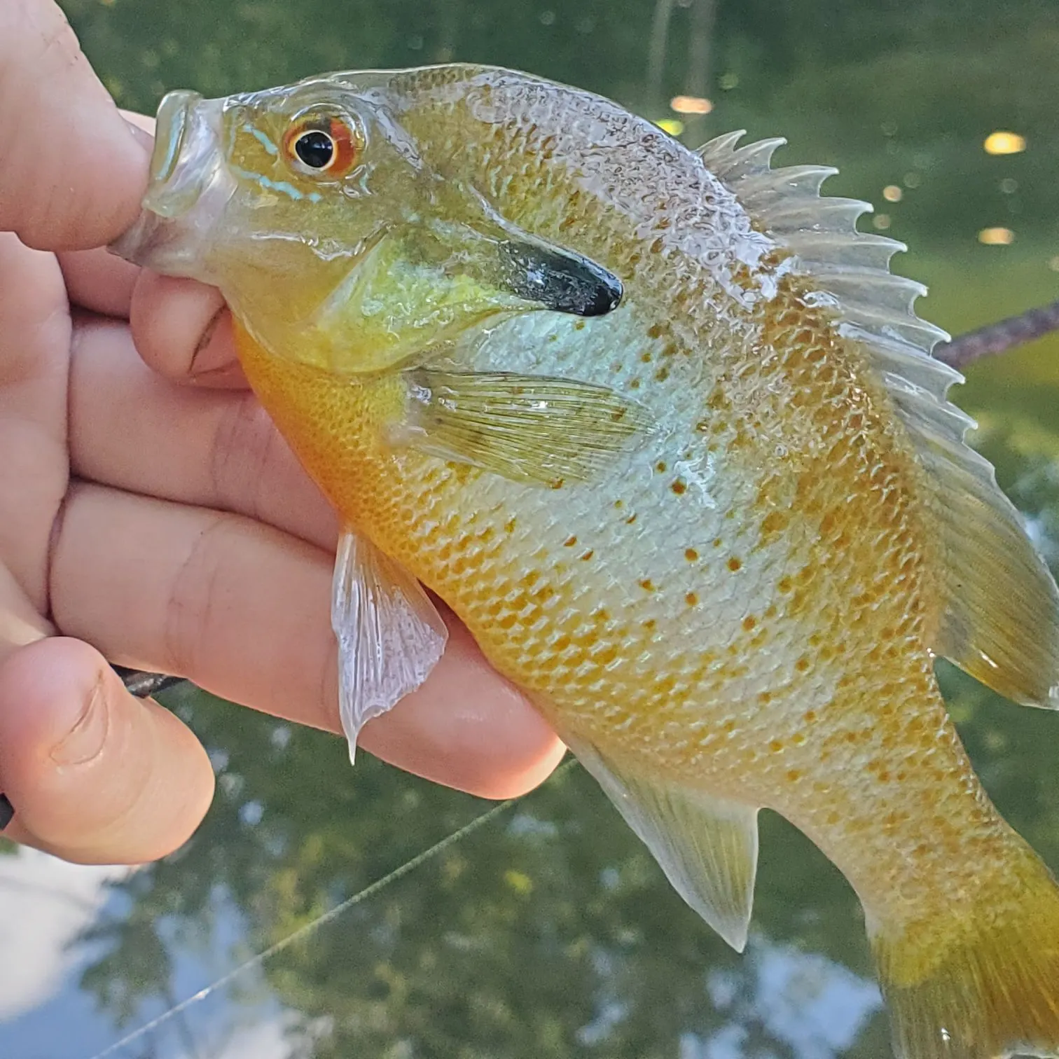 Redbreast sunfish caught on Fishbrain