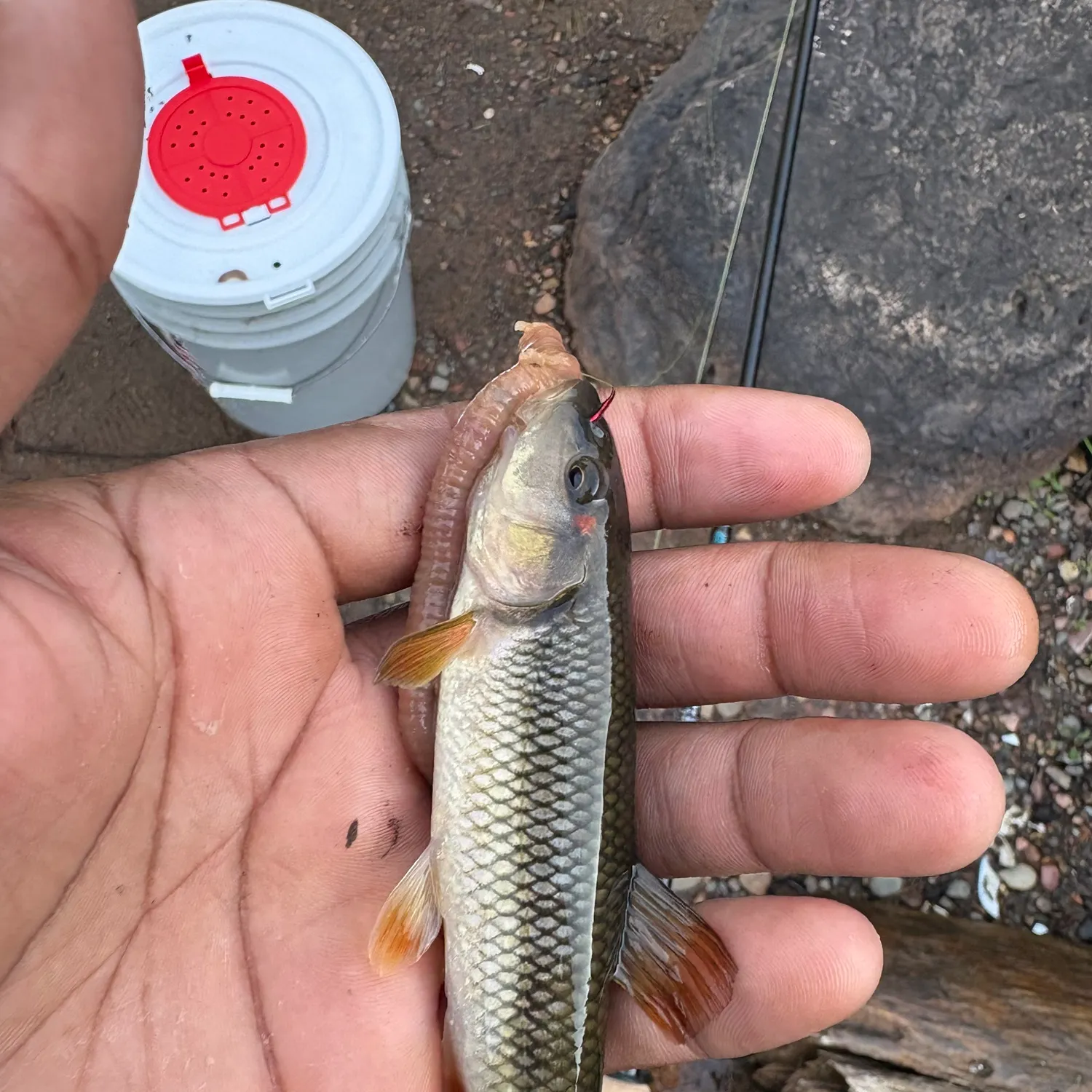 Hornyhead chub caught on Fishbrain