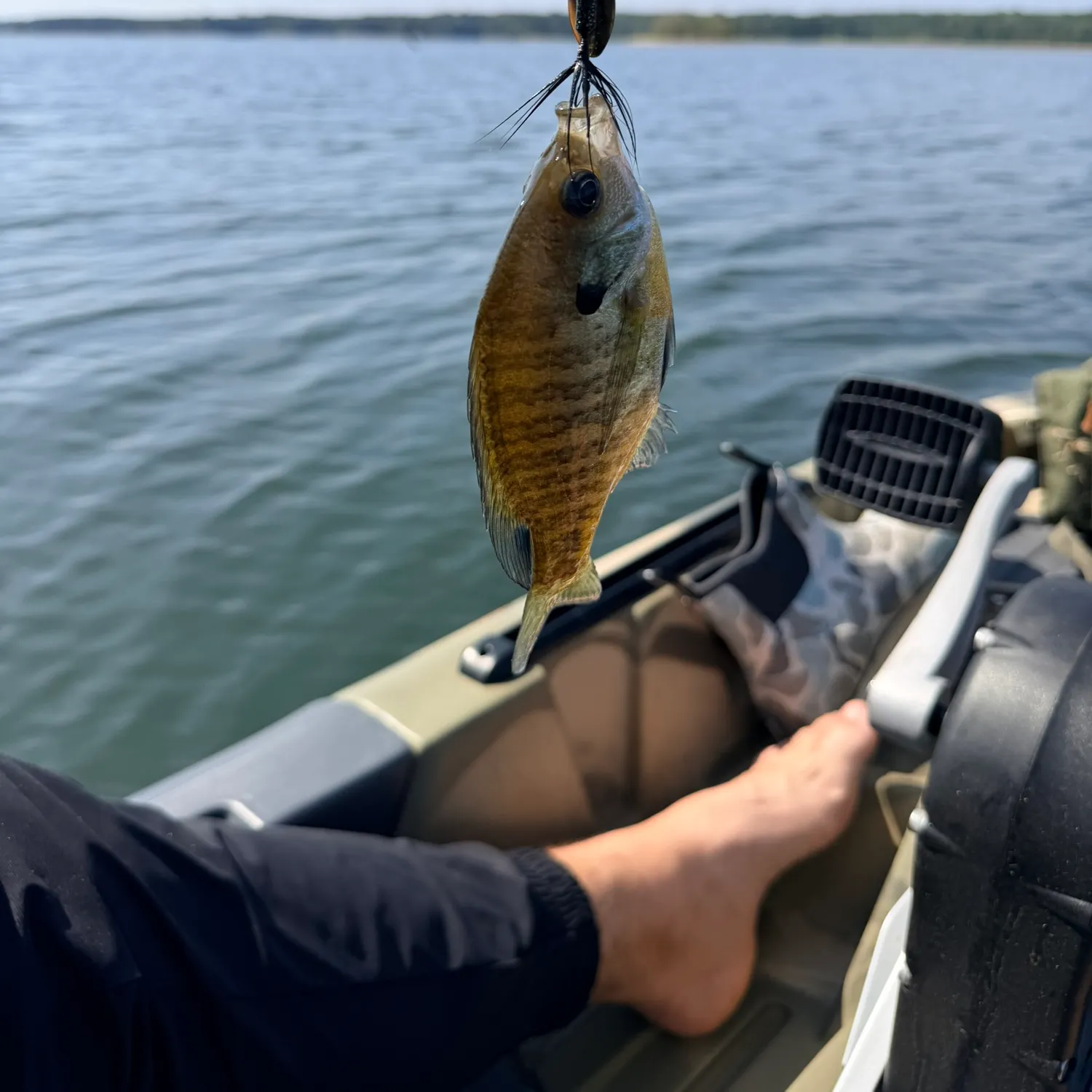 Redear sunfish caught on Fishbrain