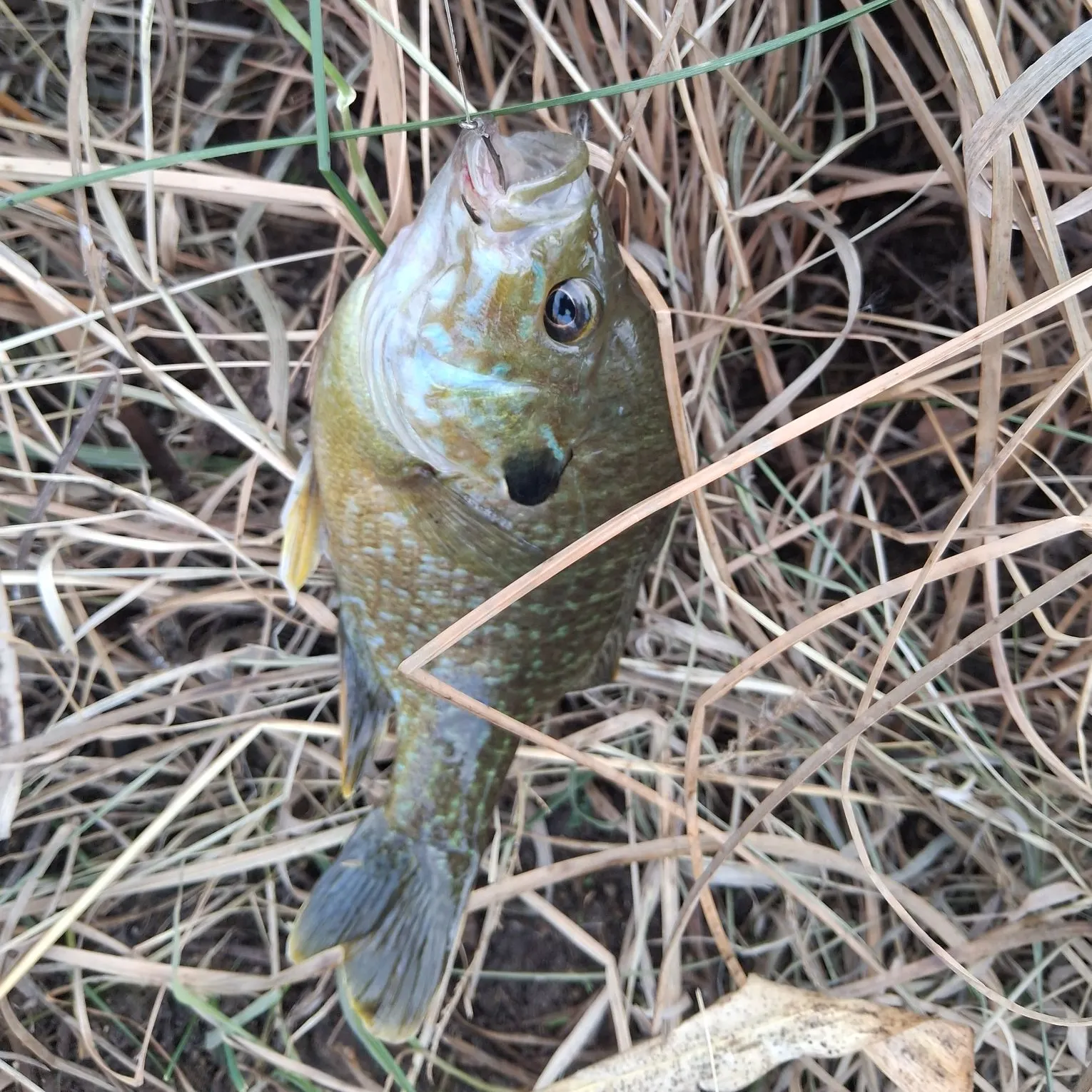 The most recent Greengill hybrid catches on Fishbrain