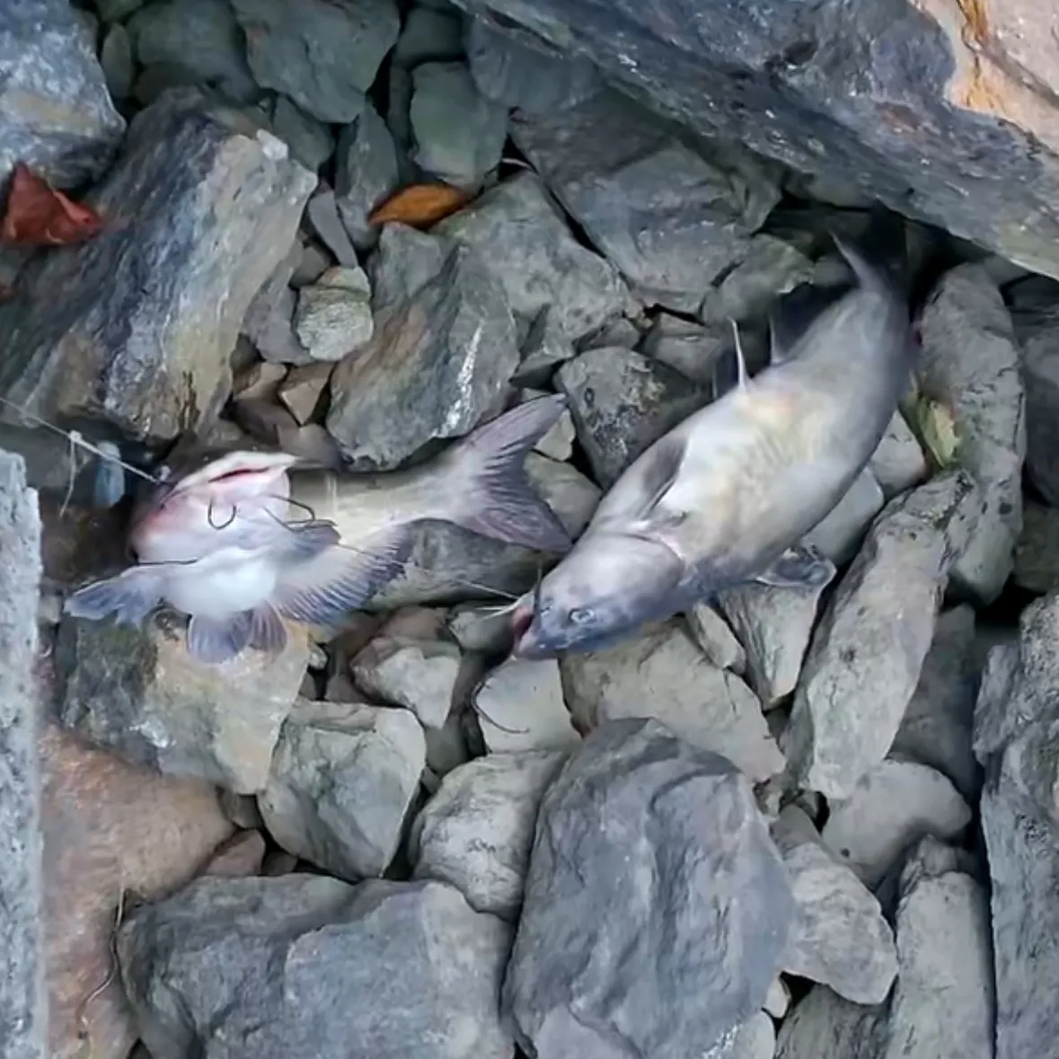 Channel catfish caught on Fishbrain
