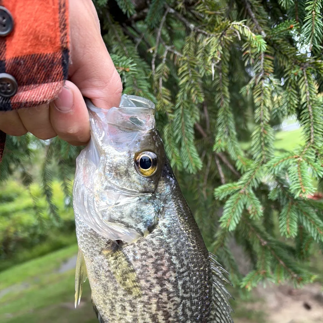 Black crappie caught on Fishbrain