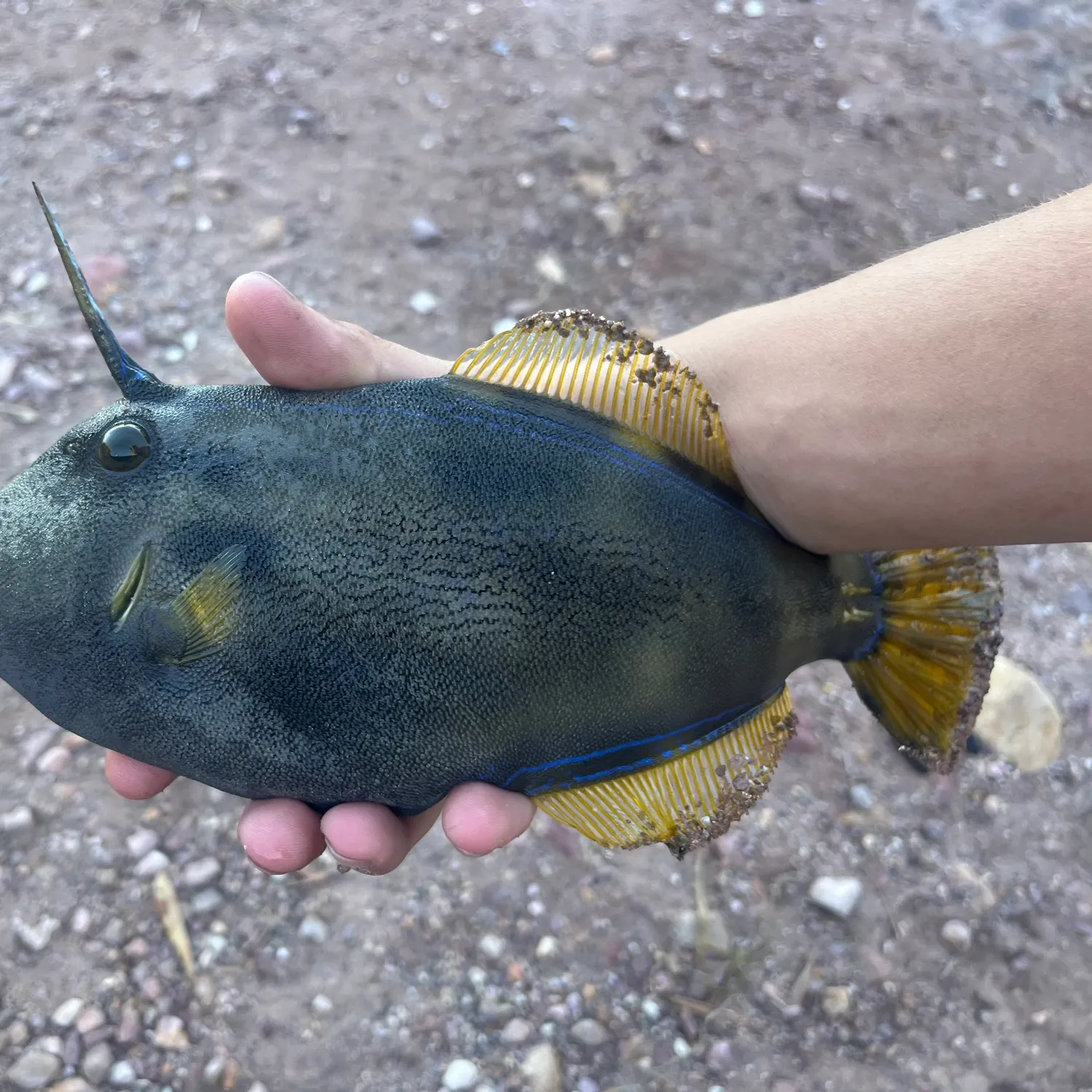 The most recent Large-scaled leatherjacket catches on Fishbrain
