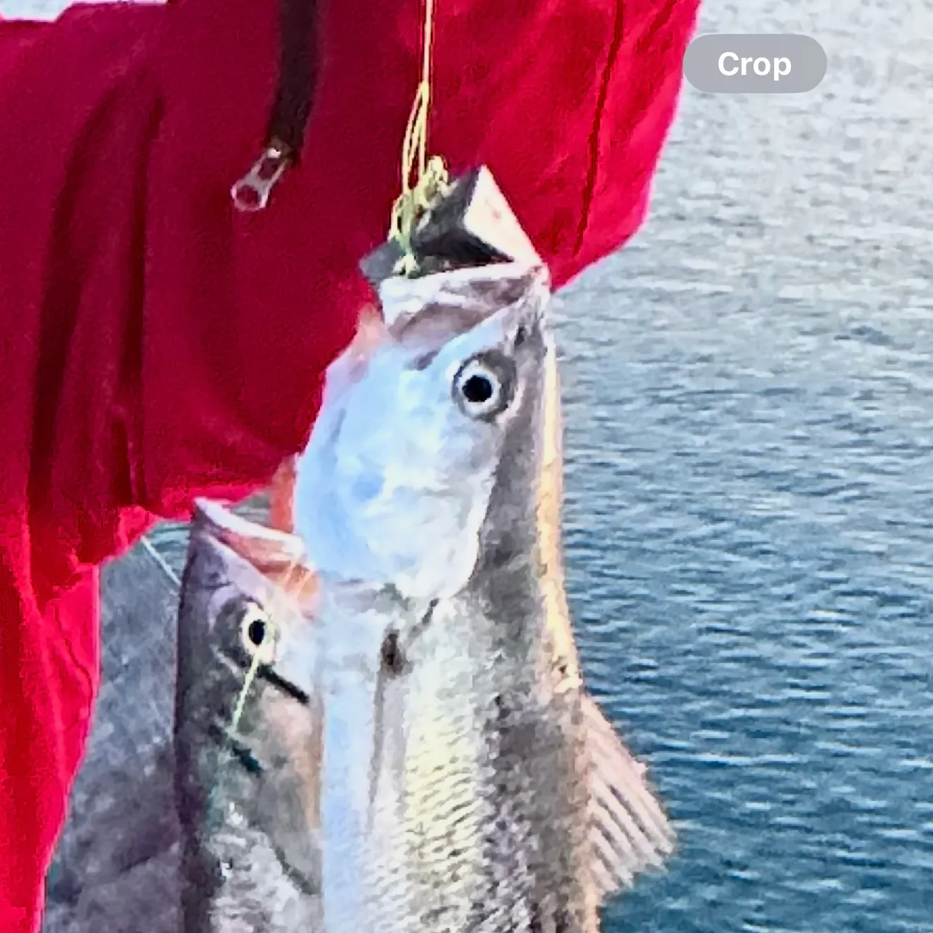 The most recent Spotted seatrout catches on Fishbrain