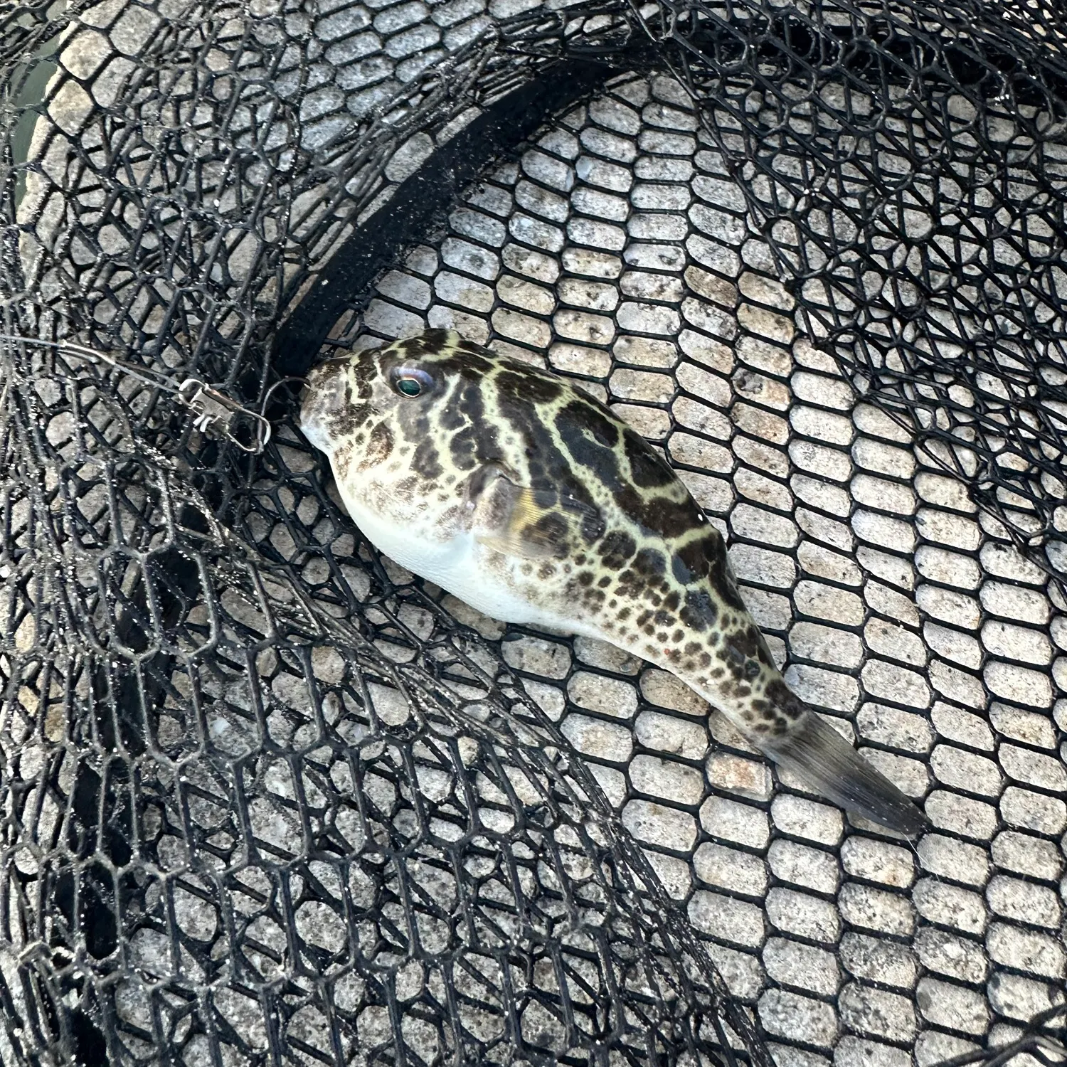 The most recent Bullseye puffer catches on Fishbrain