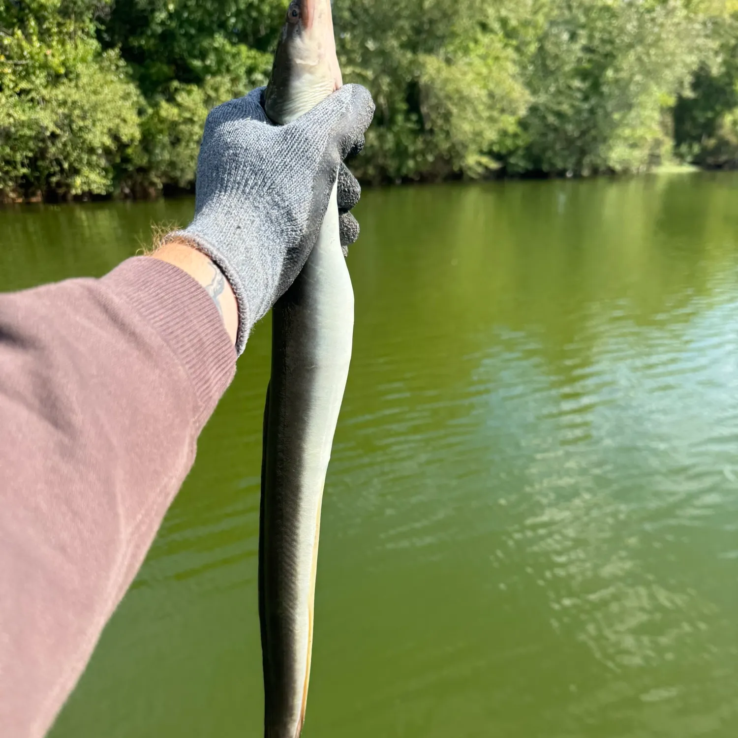 American eel caught on Fishbrain