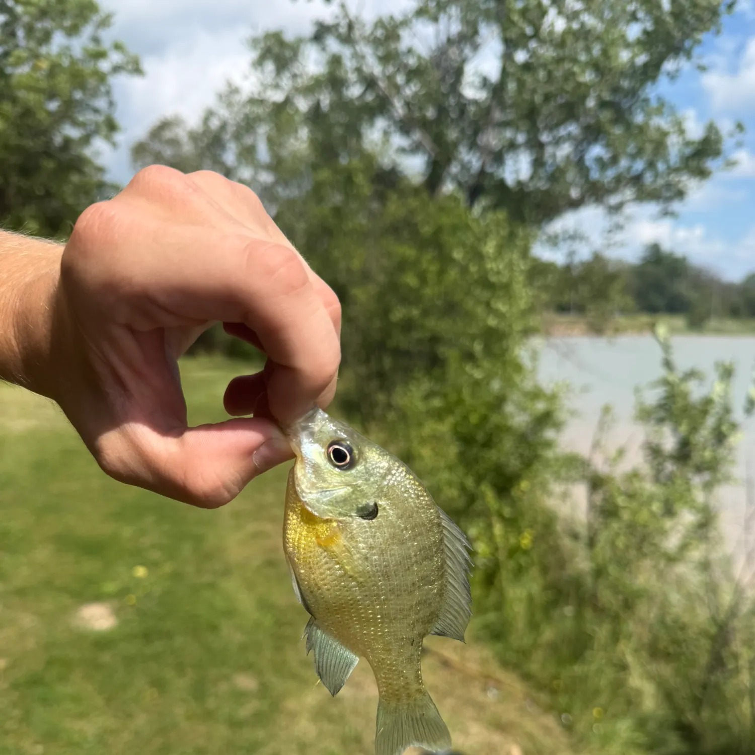 Bluegill caught on Fishbrain