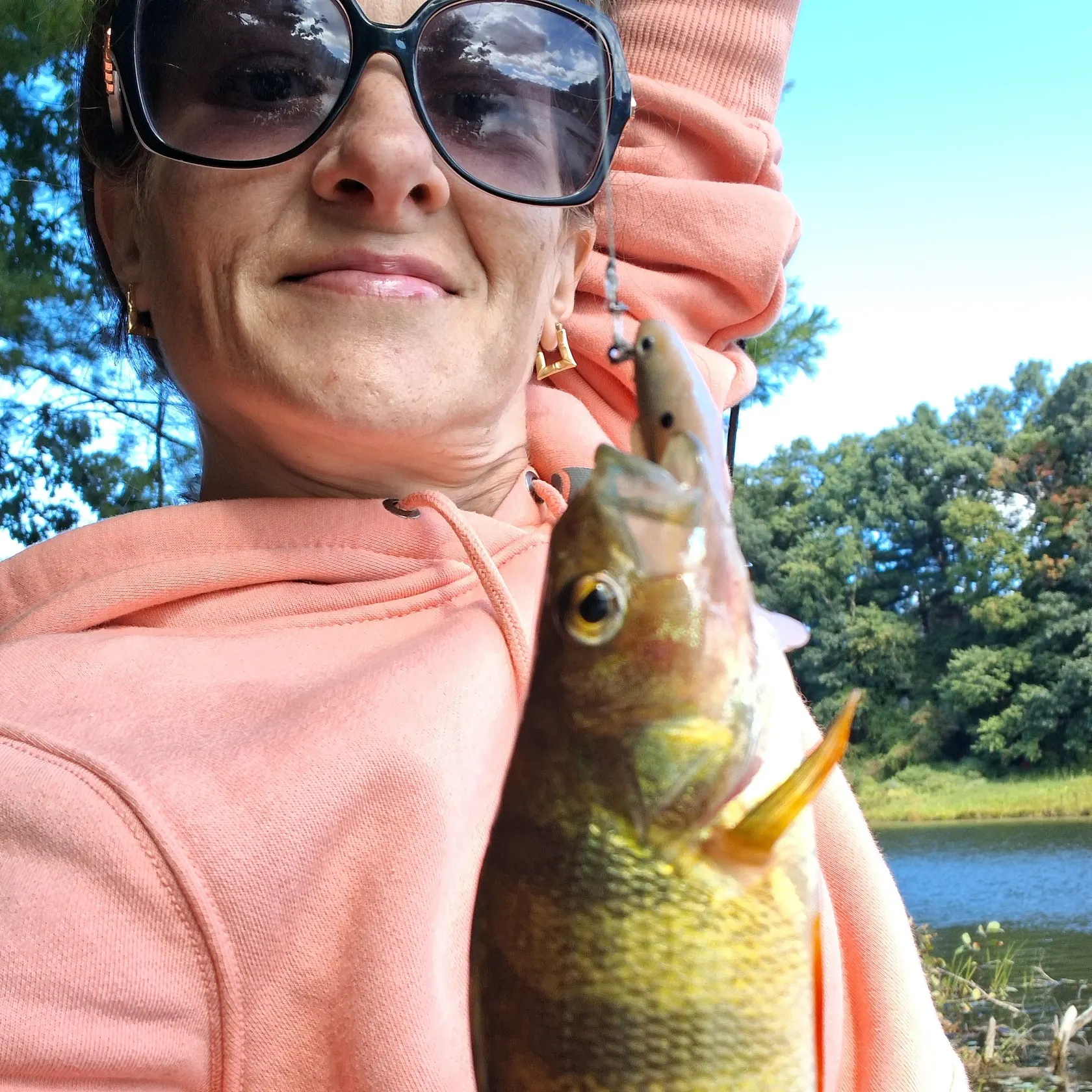 Yellow perch caught on Fishbrain