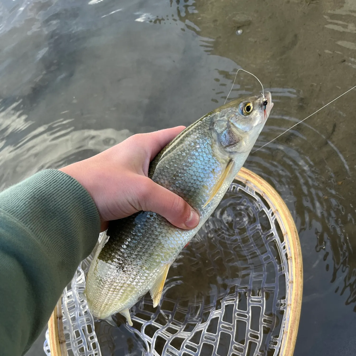 Mountain whitefish caught on Fishbrain