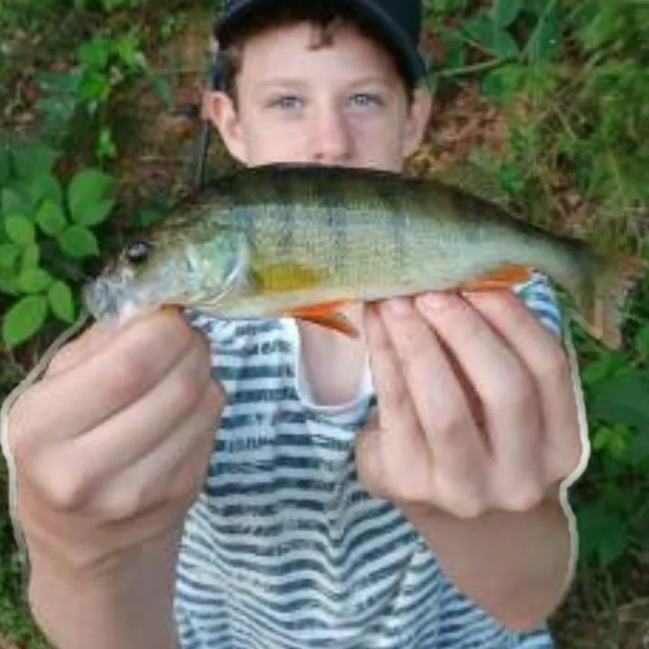 European perch caught on Fishbrain