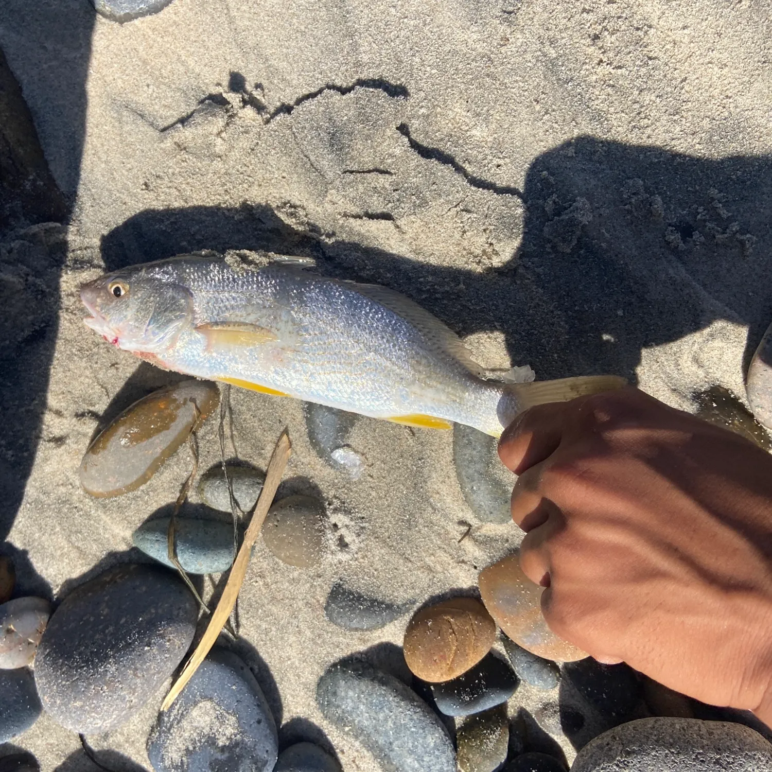 Yellowfin croaker caught on Fishbrain
