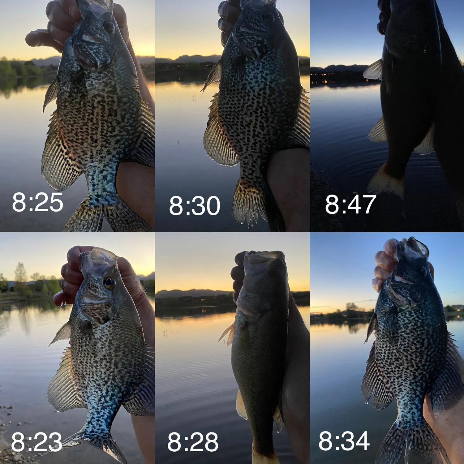 recently logged catches