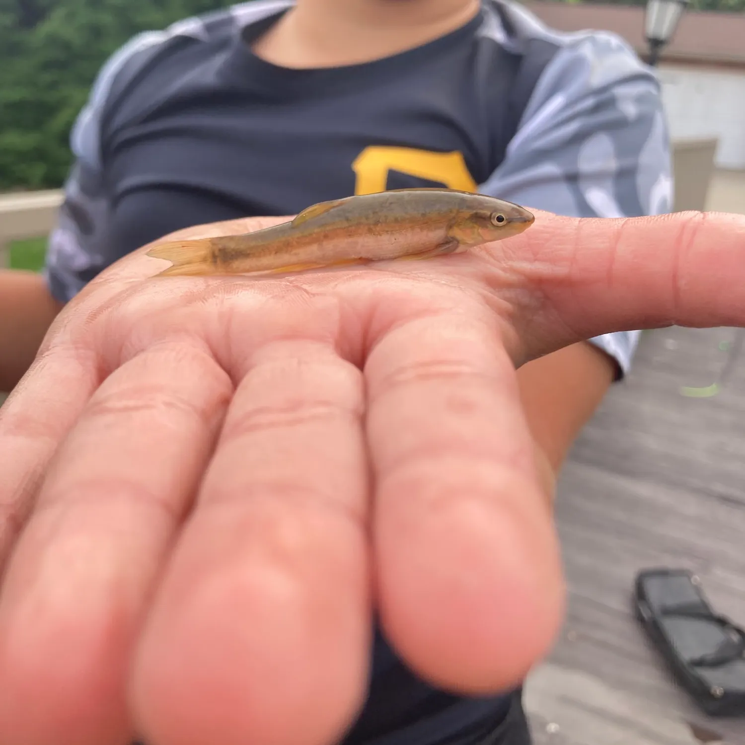 Creek chub caught on Fishbrain