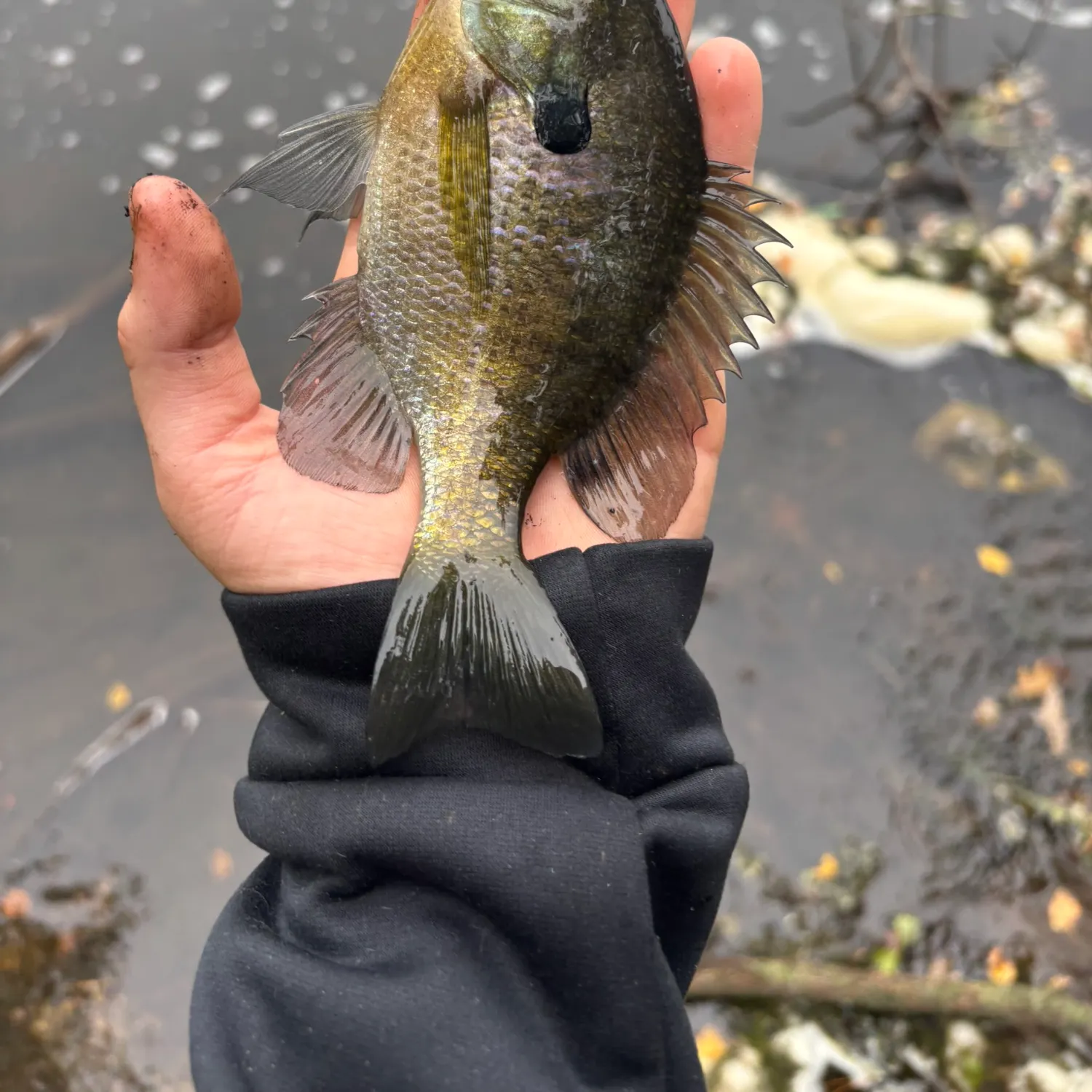 Fish caught on Fishbrain