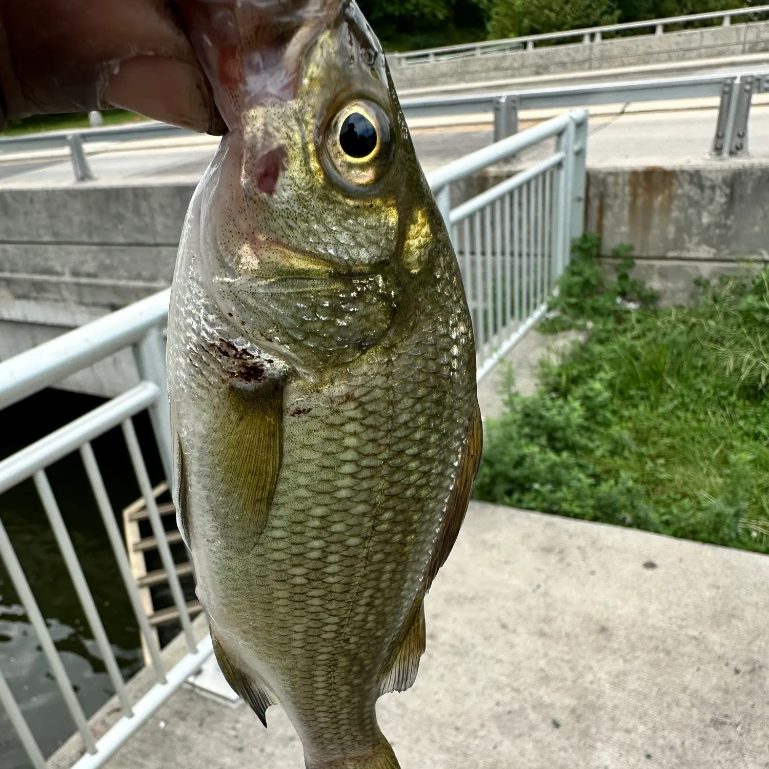 White perch caught on Fishbrain