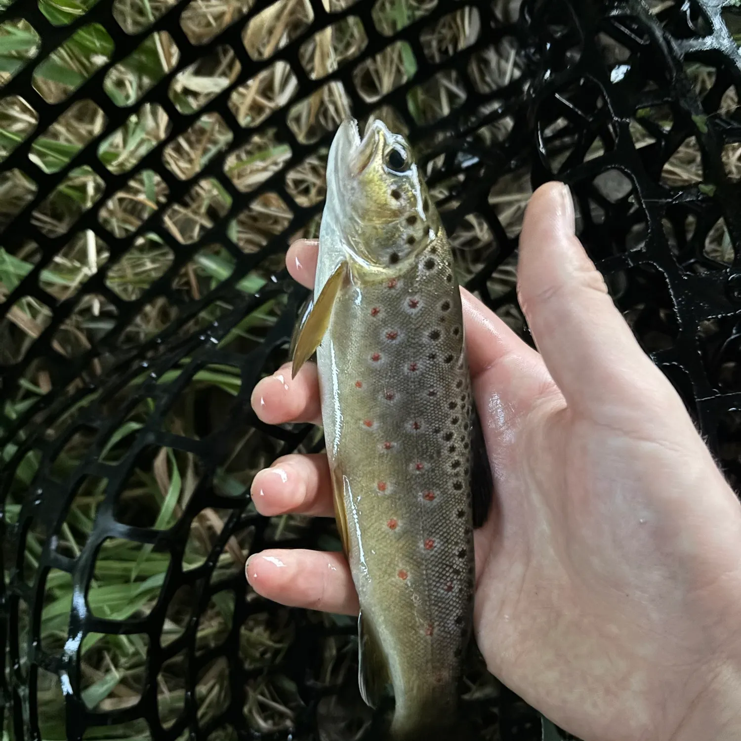 Brown trout caught on Fishbrain