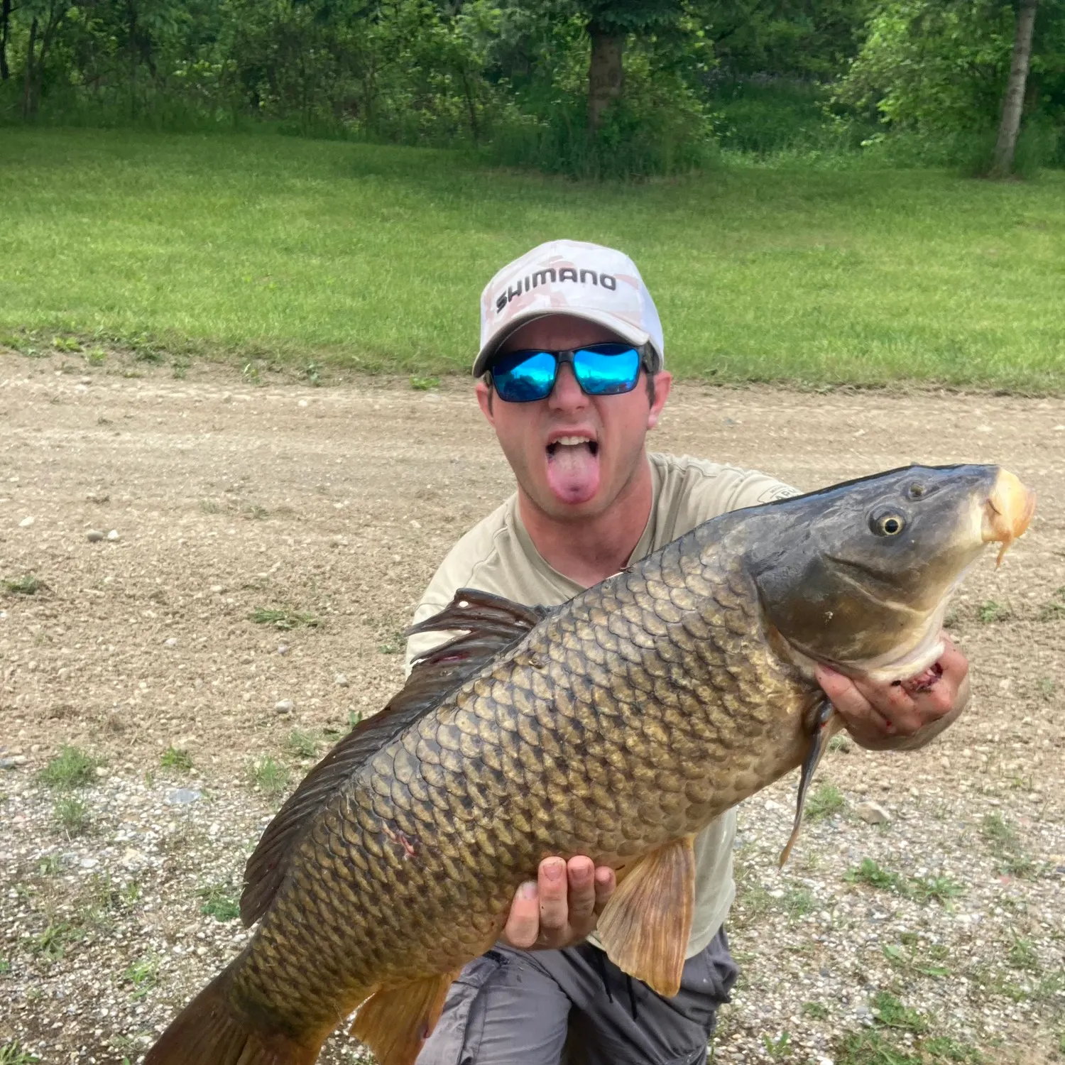 Common carp caught on Fishbrain