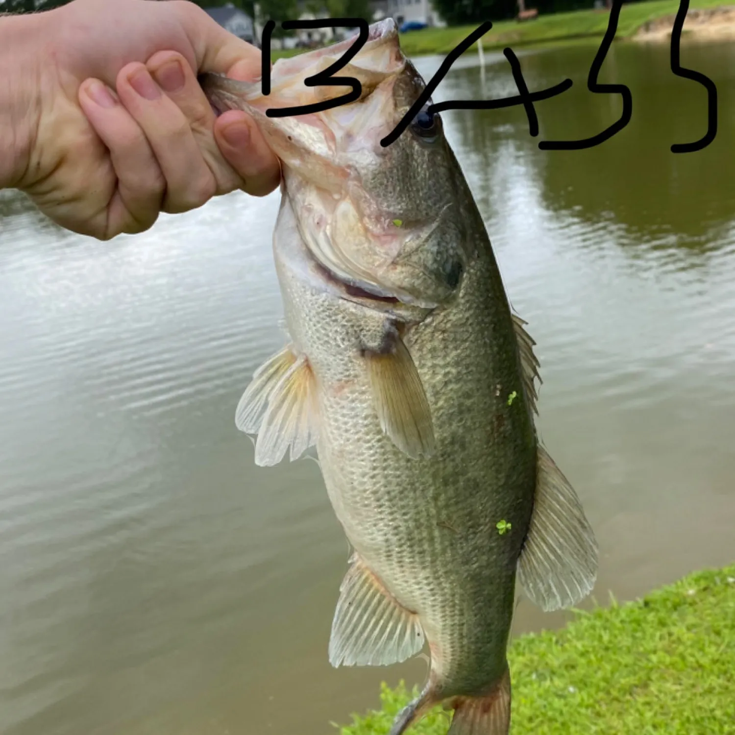 Largemouth bass caught on Fishbrain