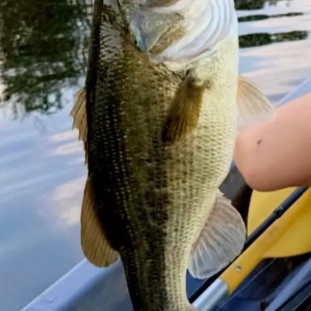 Largemouth bass caught on Fishbrain