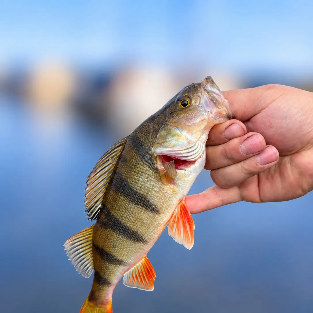 European perch caught on Fishbrain