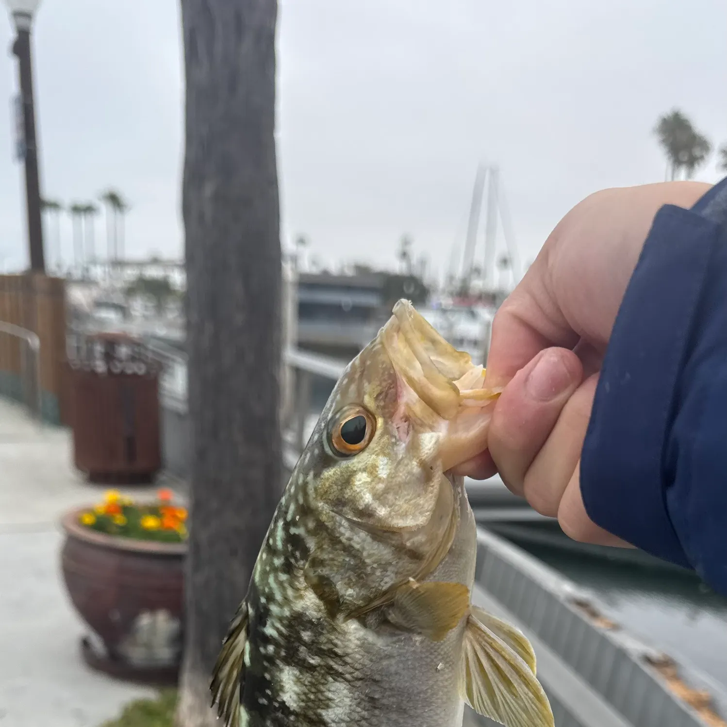 catch