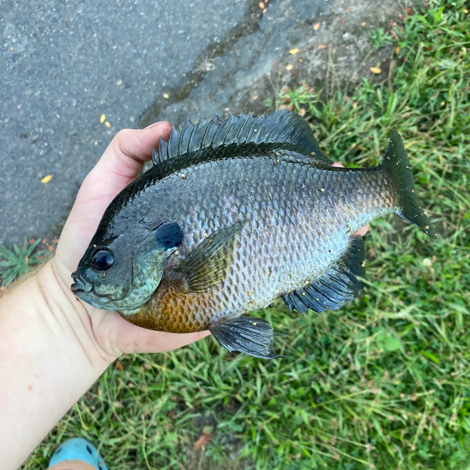 The most recent Bluegill catches on Fishbrain