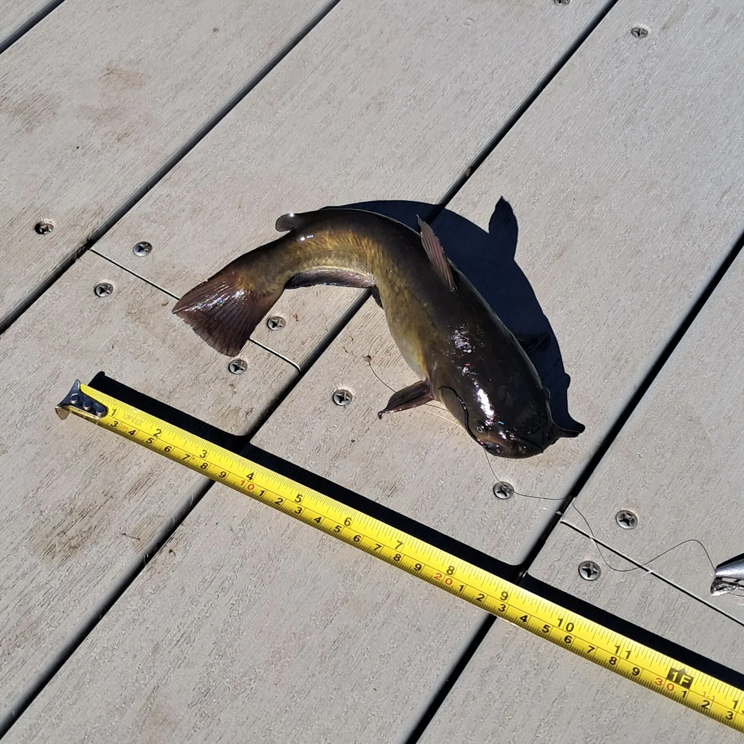 Brown bullhead caught on Fishbrain