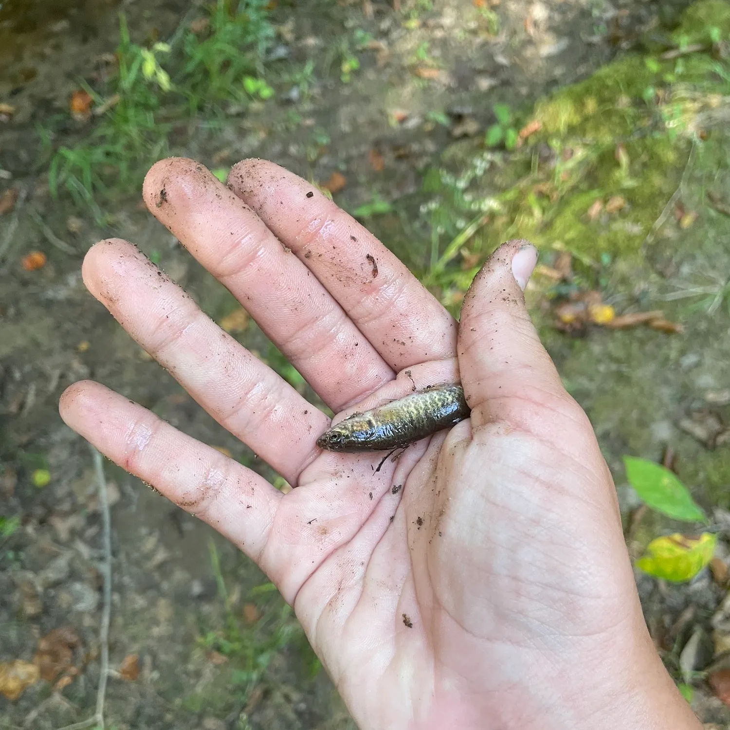 The most recent Eastern mudminnow catches on Fishbrain