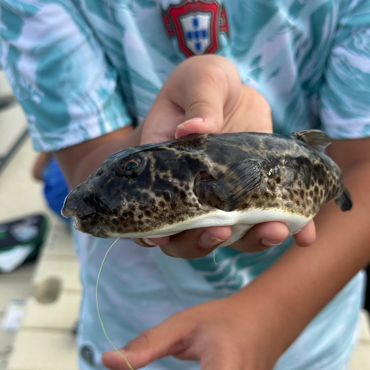 Checkered puffer caught on Fishbrain