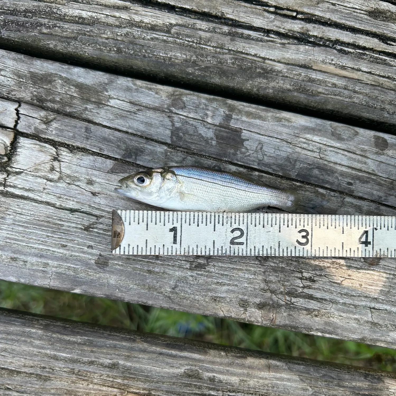 The most recent Bluntnose minnow catches on Fishbrain