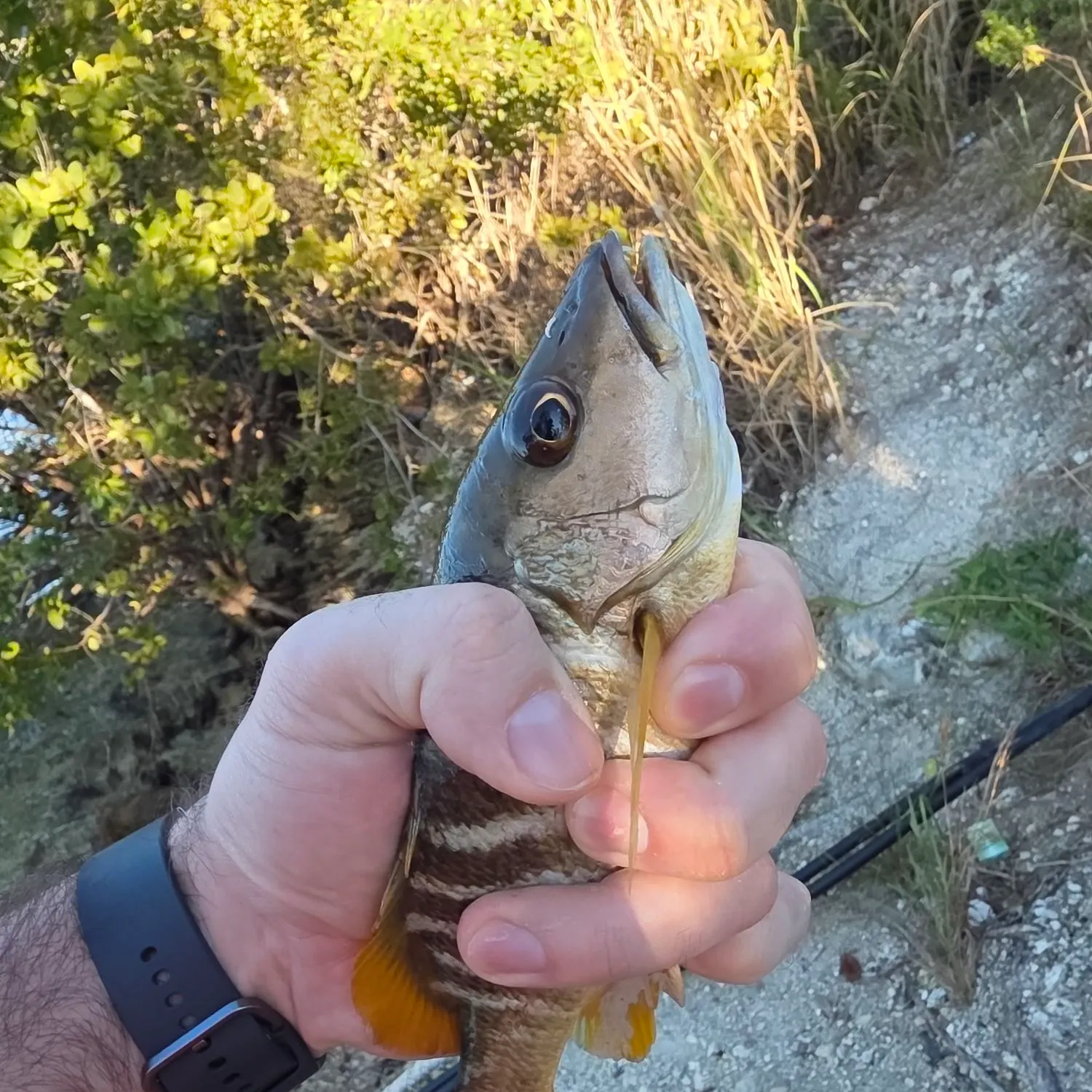 The most recent Schoolmaster snapper catches on Fishbrain