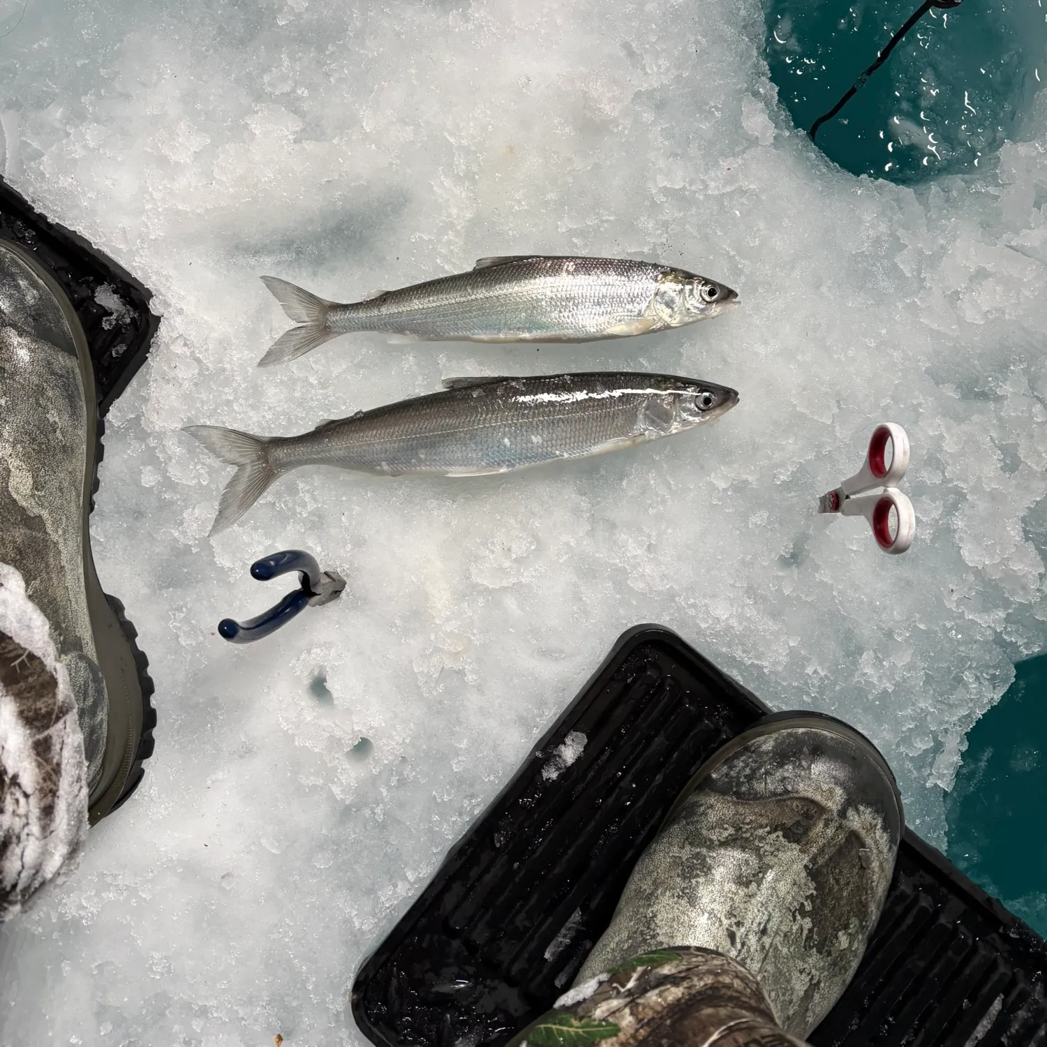 The most recent Northern cisco catches on Fishbrain