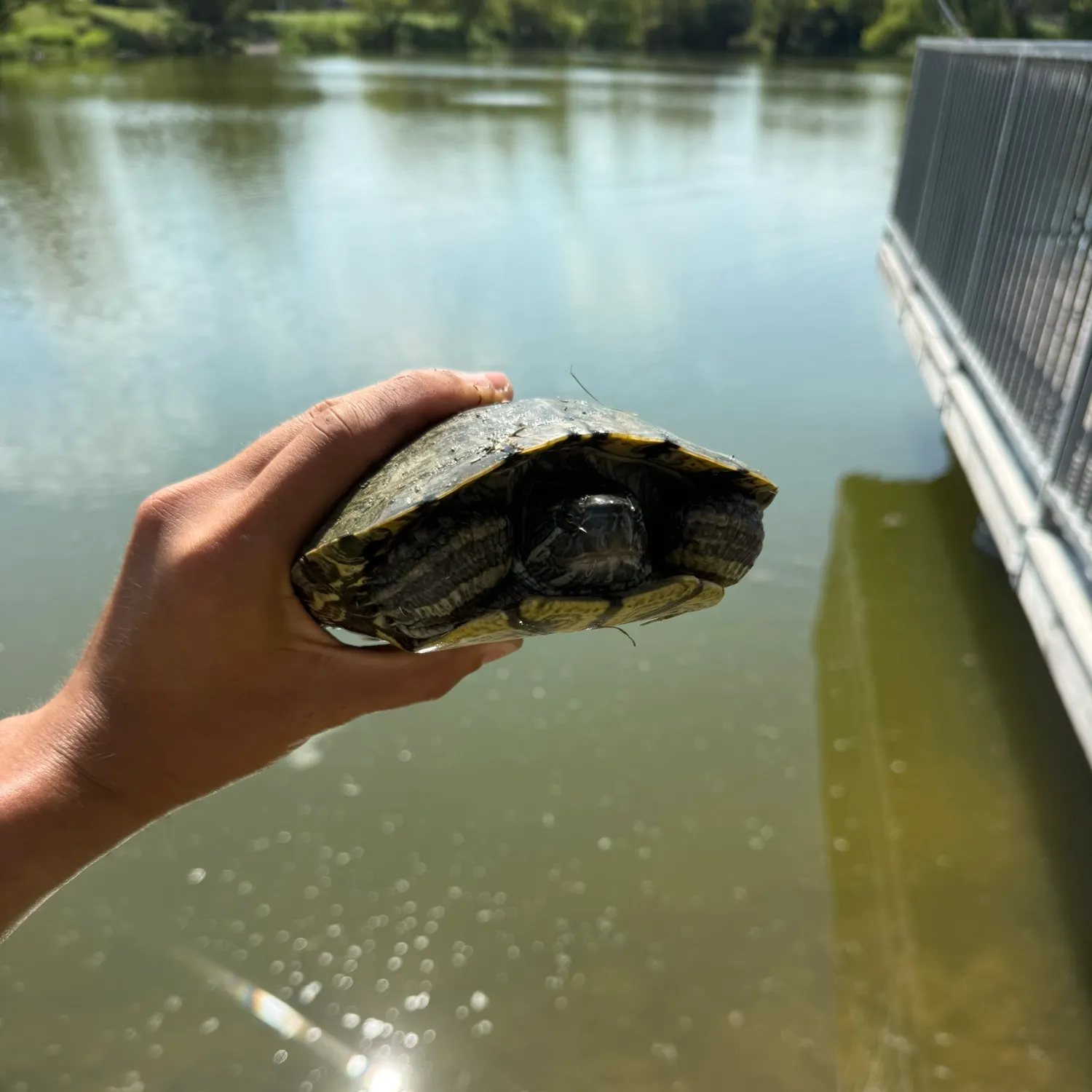 The most recent Texas cooter turtle catches on Fishbrain
