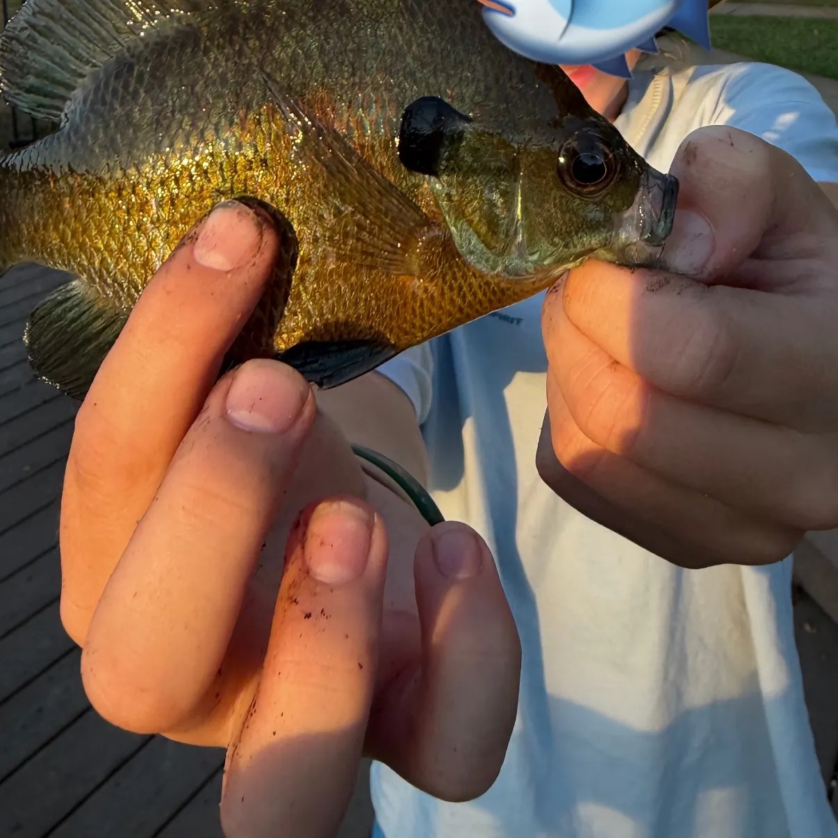Bluegill caught on Fishbrain