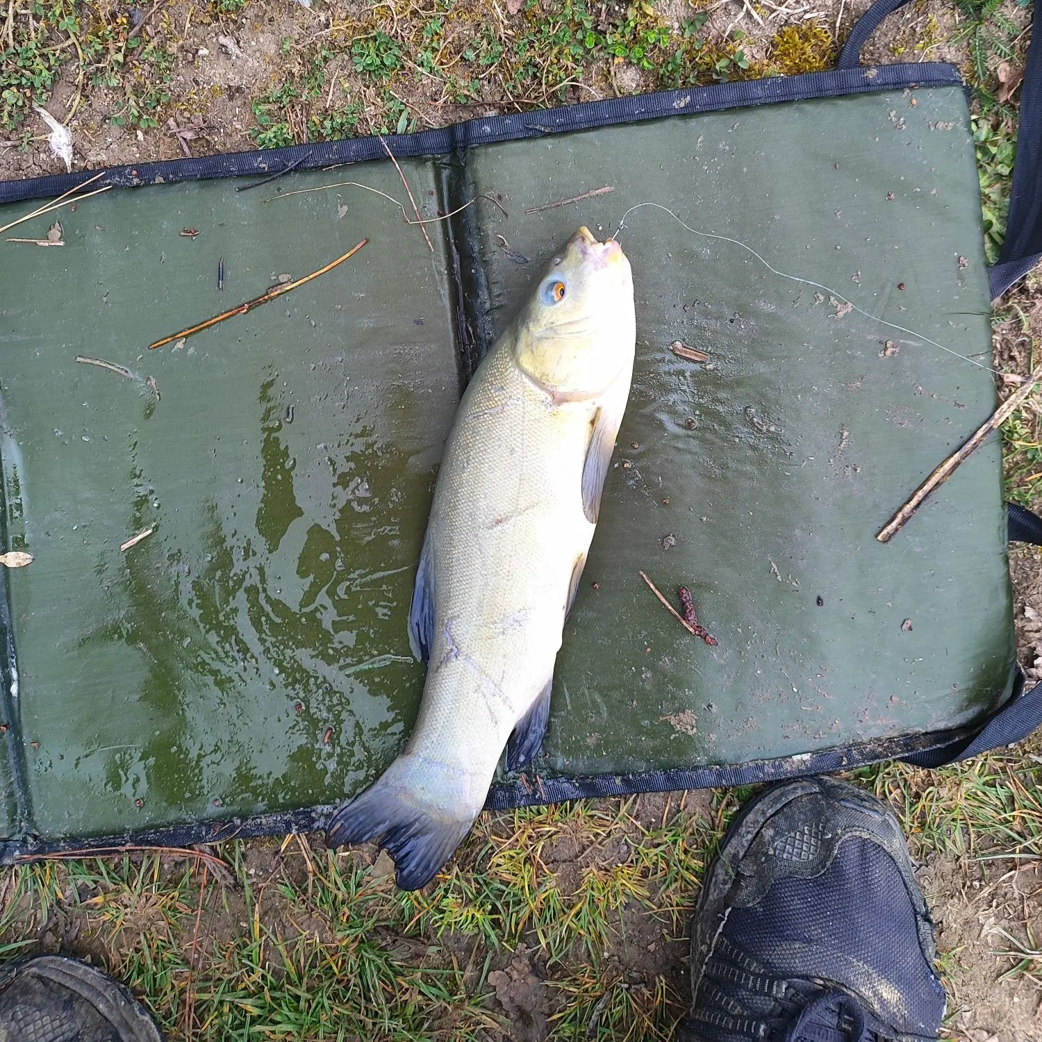 The most recent Tench catches on Fishbrain